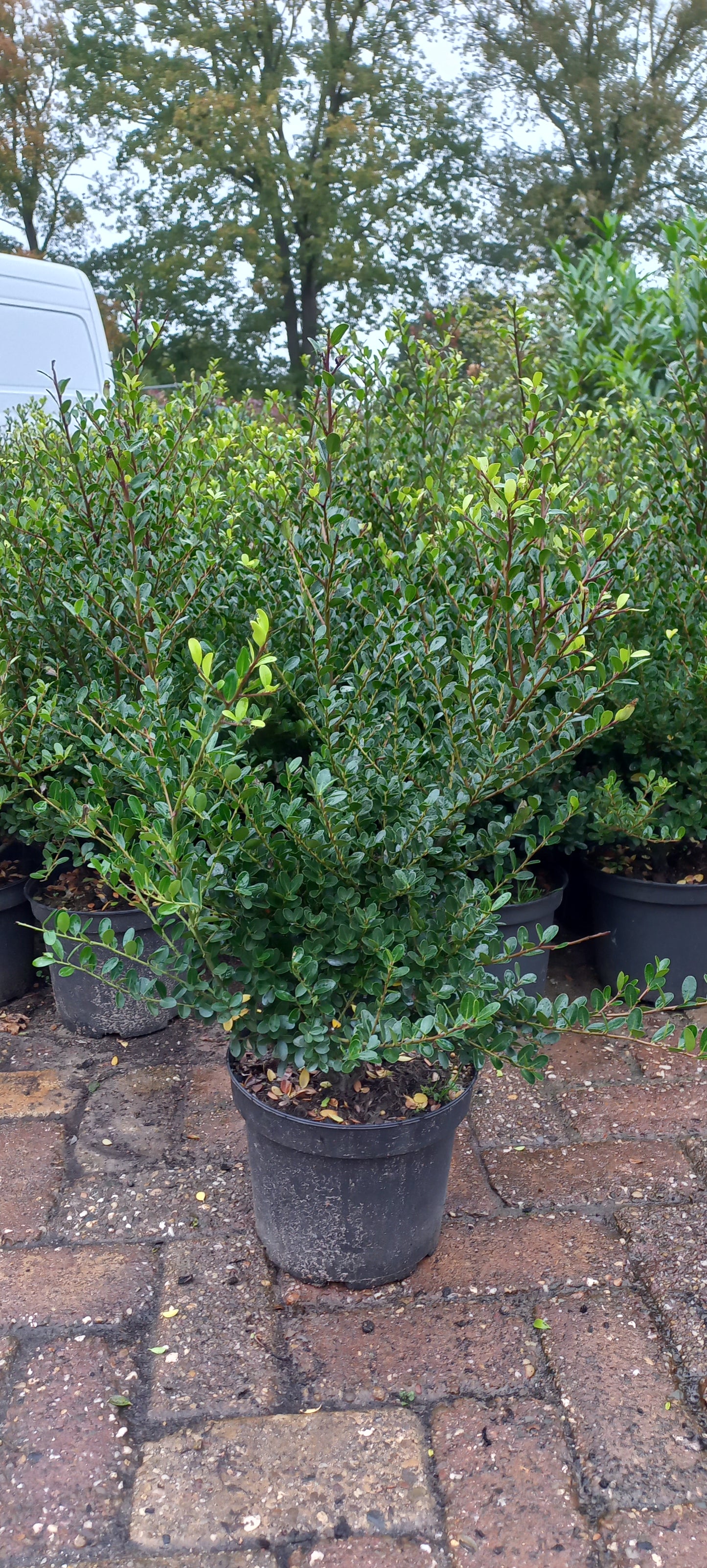 Ilex Crenata green hedge buxusvervanger