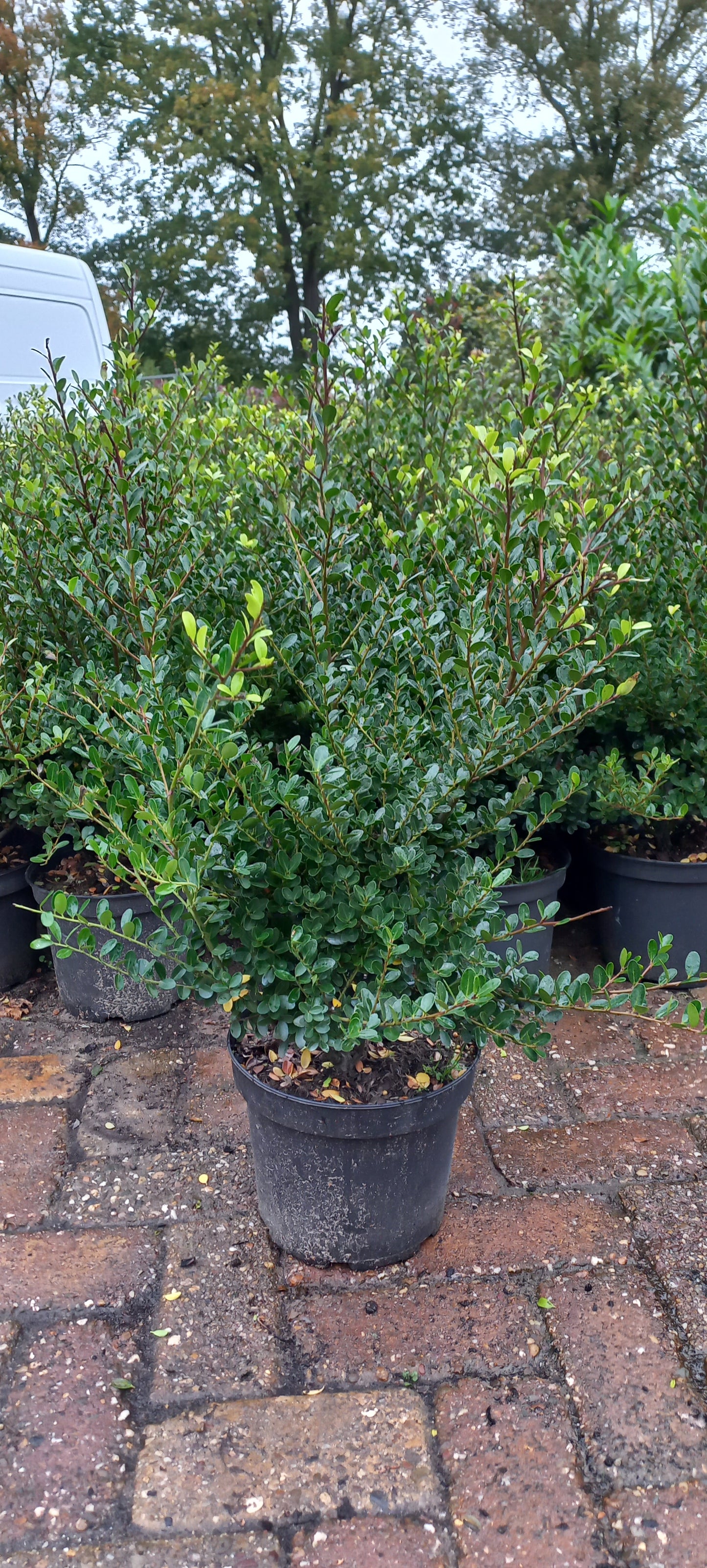 Ilex Crenata green hedge buxusvervanger