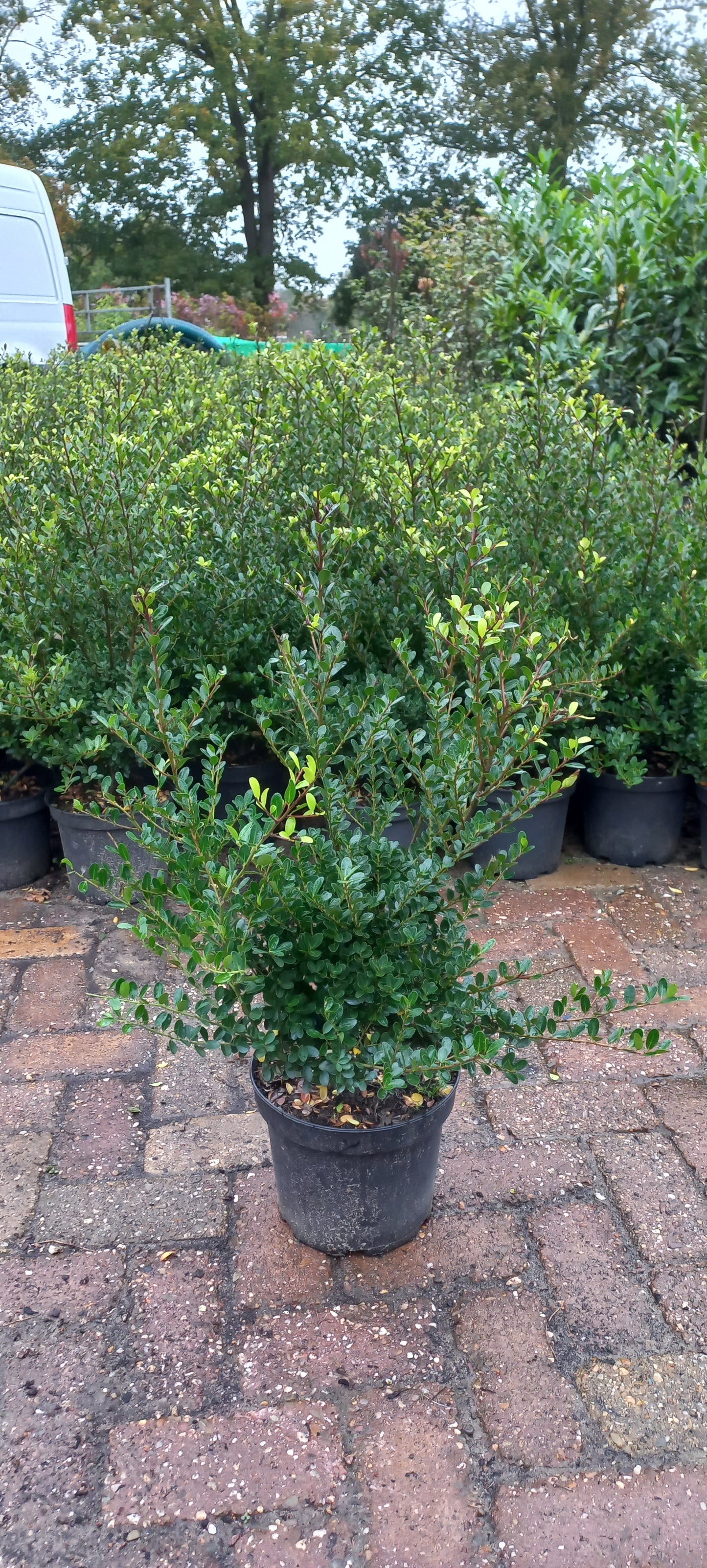 Ilex Crenata green hedge buxusvervanger