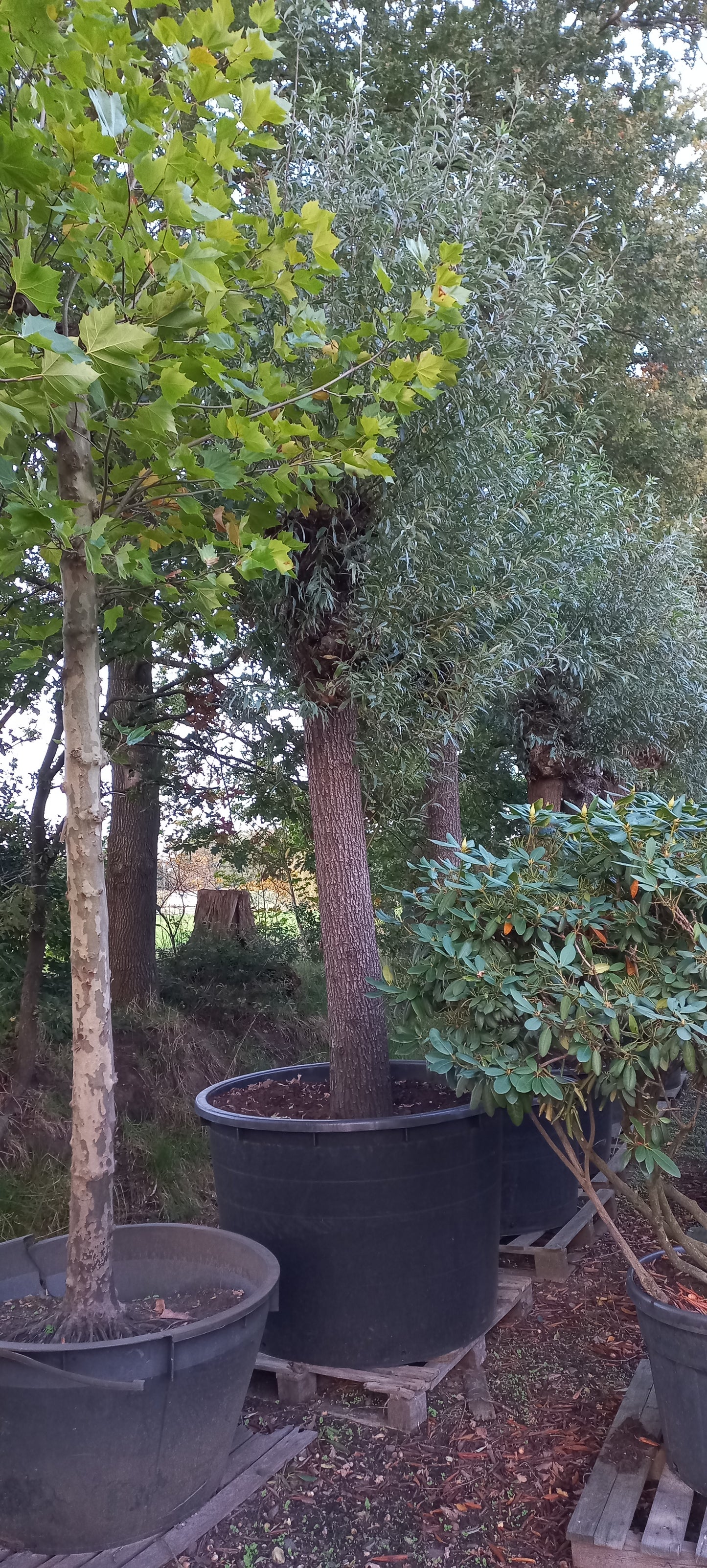 Salix alba Knotwilg XXL 50-60 cm stamomtrek