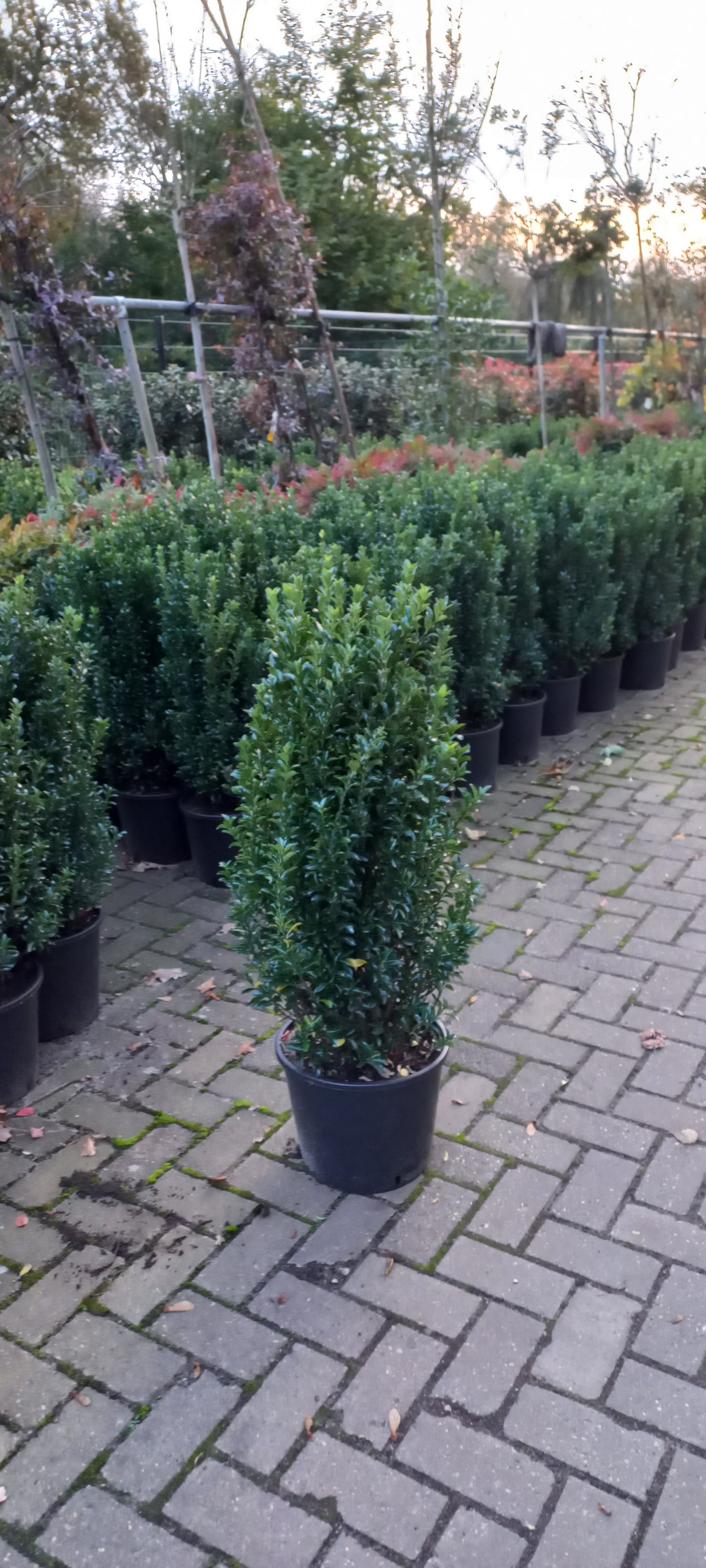 Euonymus Green Spire 80-100cm XXL Kardinaalsmuts