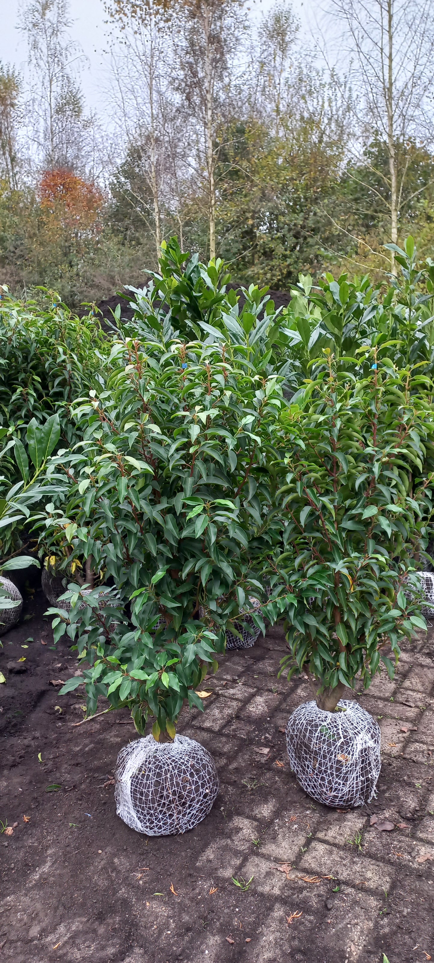 Prunus Lusicanica Angustifolia Portugese Laurier kluit okt-april