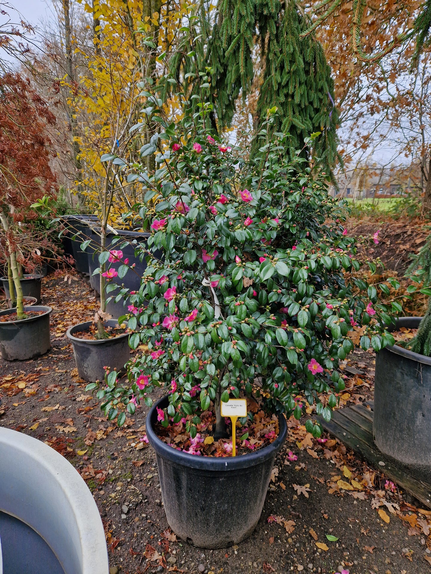 Camellia Koto No Kaori XXL