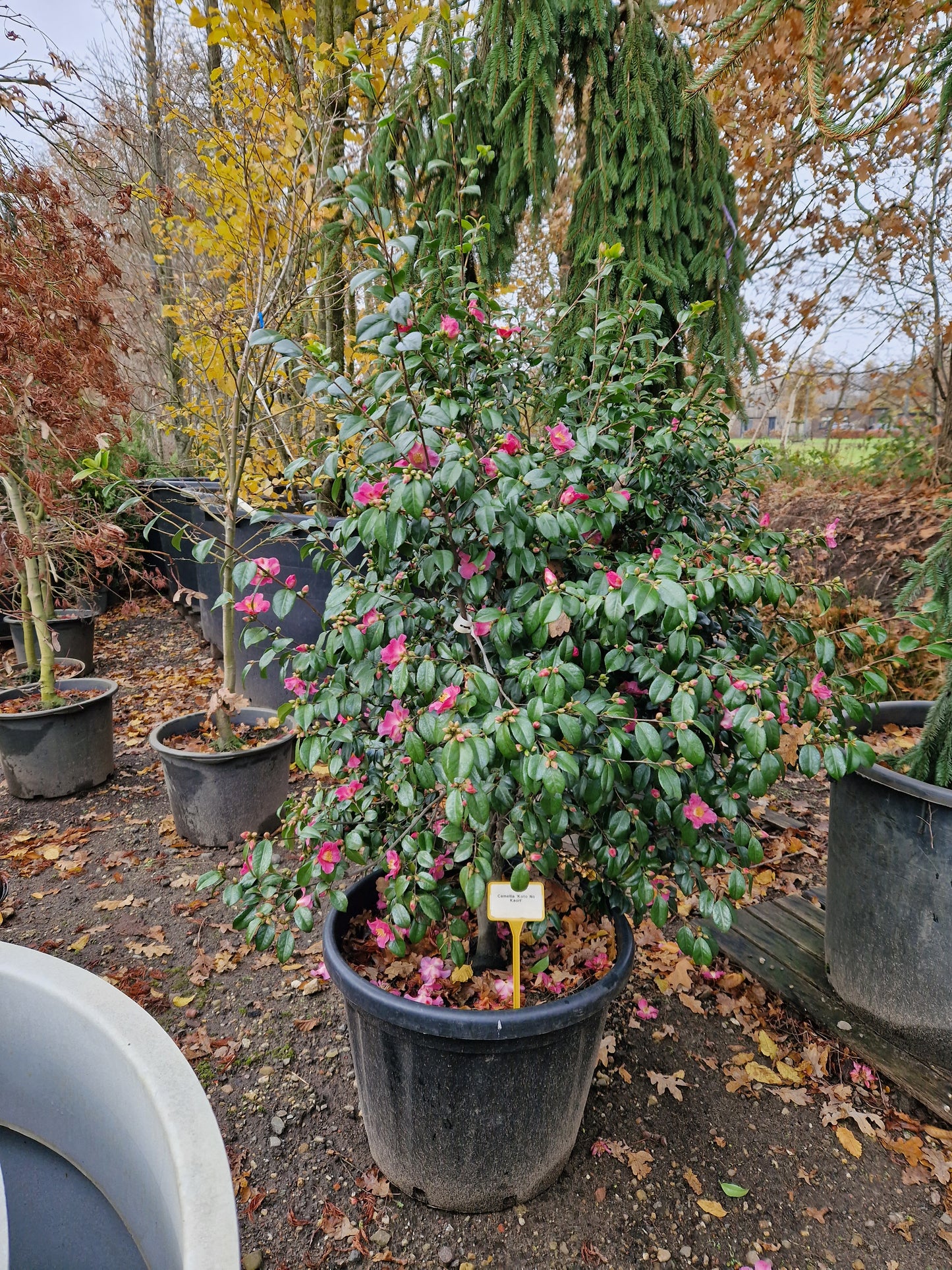 Camellia Koto No Kaori XXL