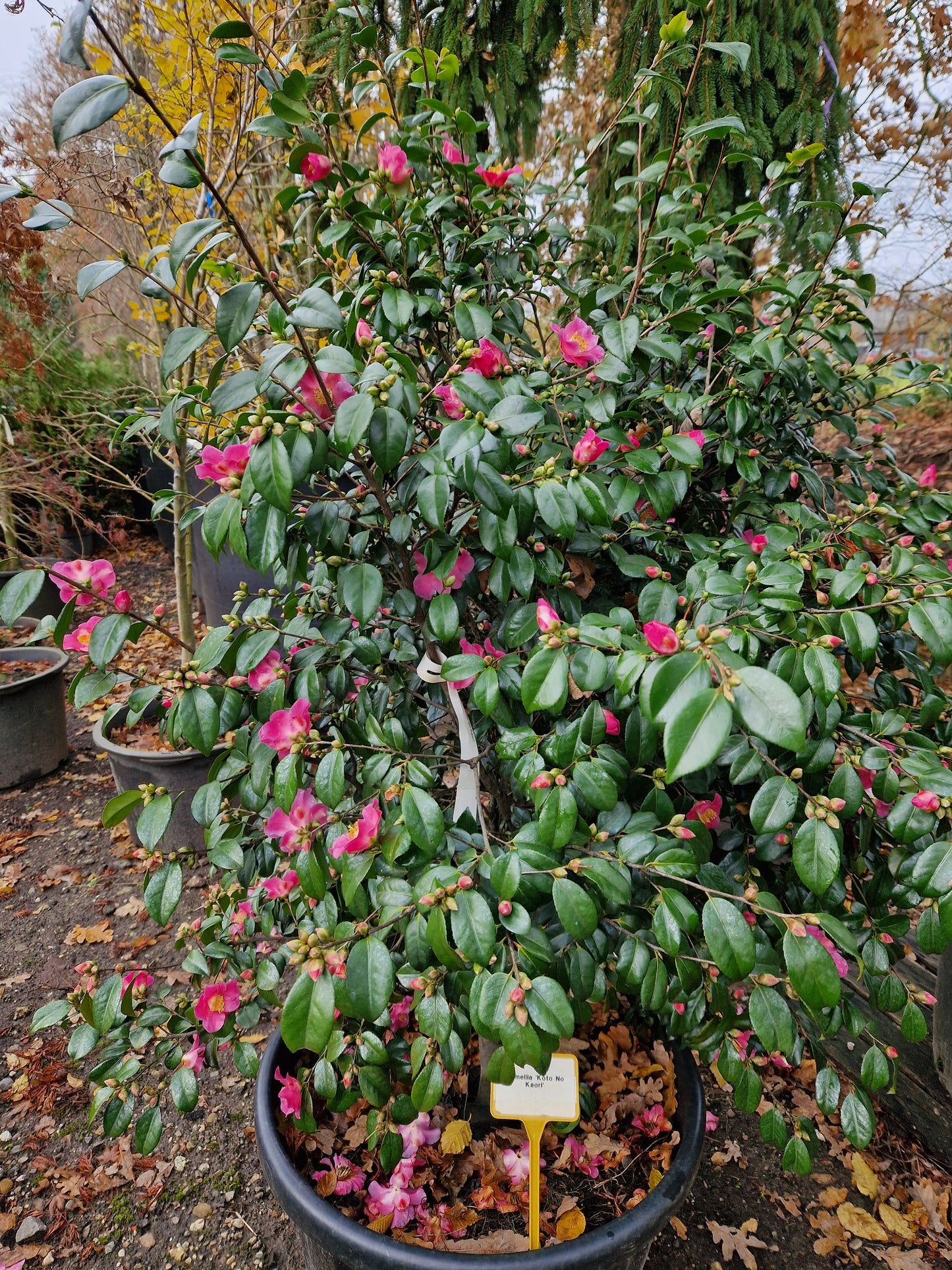 Camellia Koto No Kaori XXL