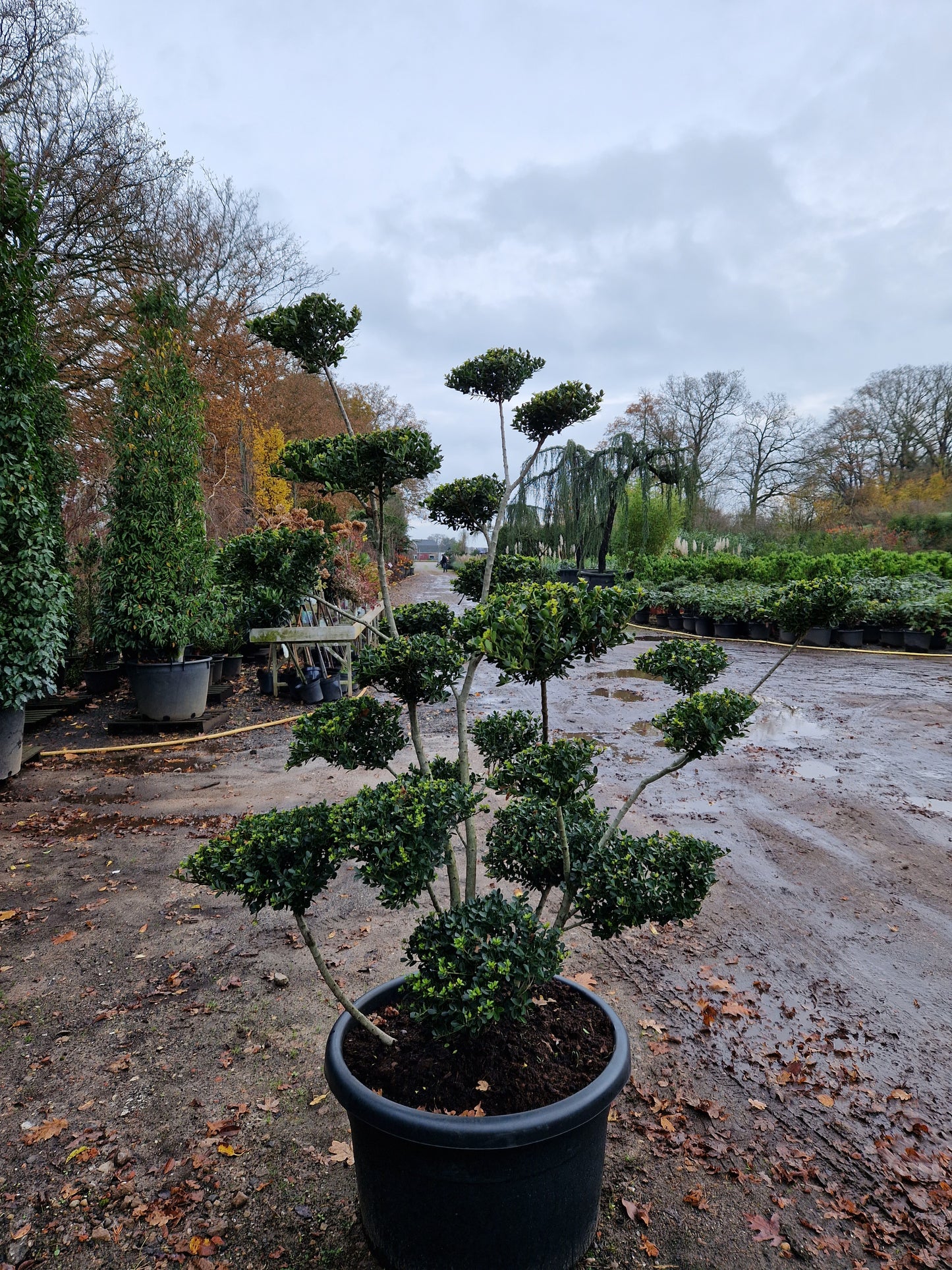 Ilex Crenata bonsai Japanse hulst XXL Vormbomen