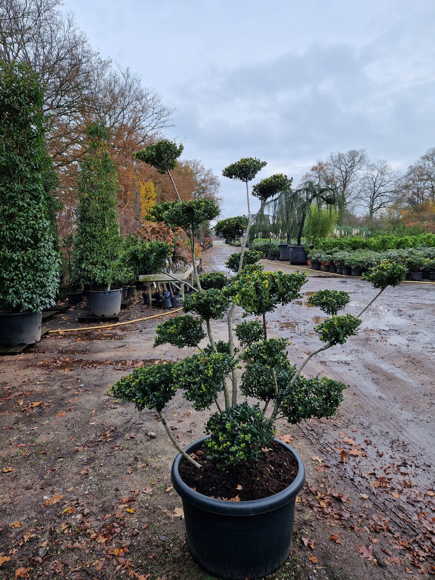 Ilex Crenata bonsai Japanse hulst XXL Vormbomen