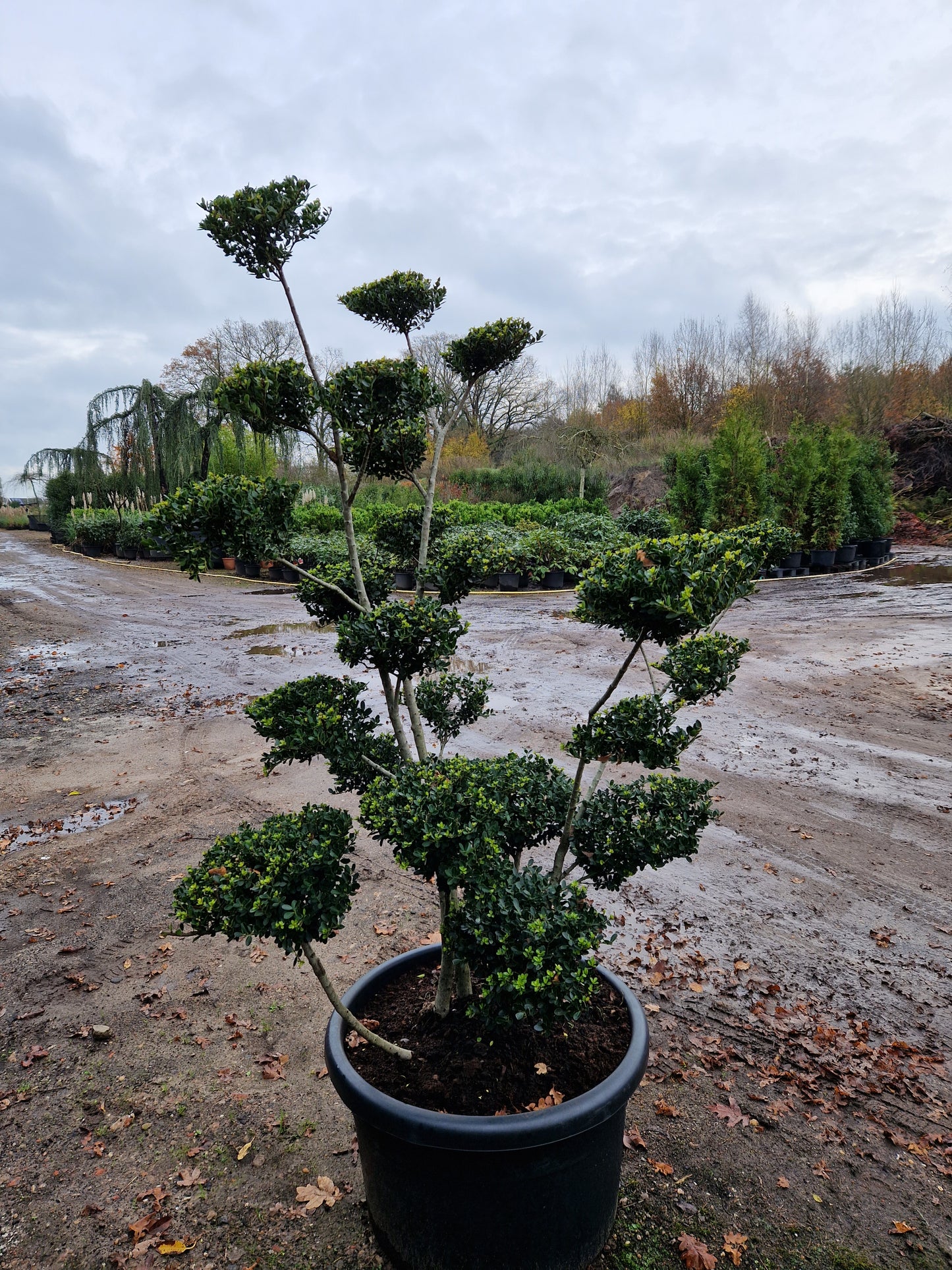 Ilex Crenata bonsai Japanse hulst XXL Vormbomen