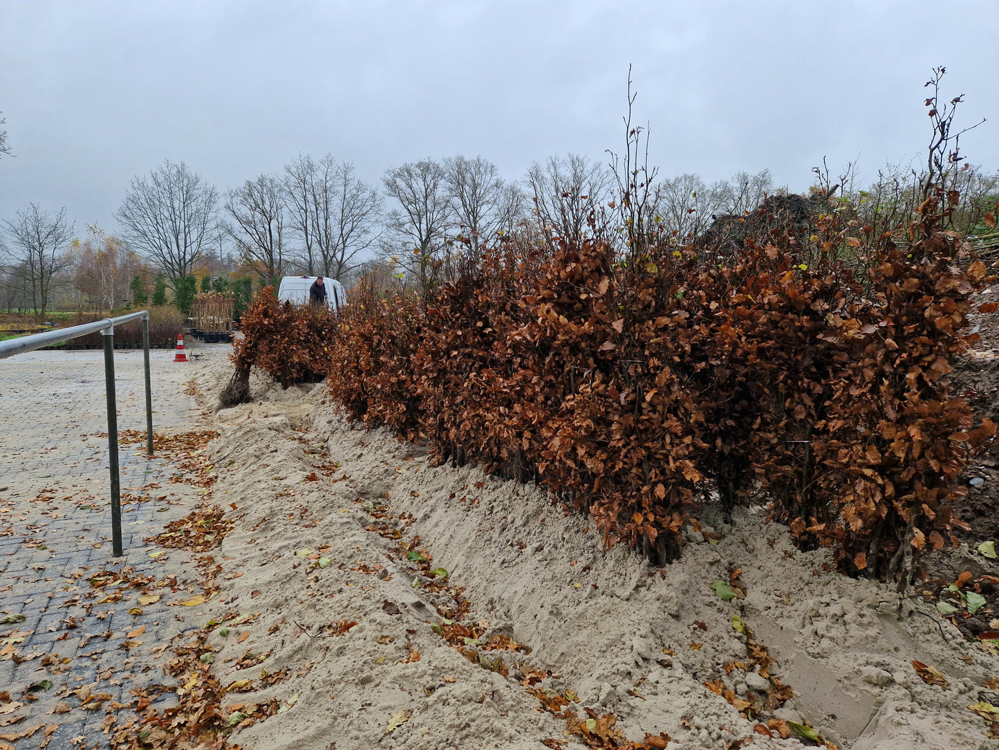 Beukenhaag Fagus Sylvatica kale wortel Okt-April