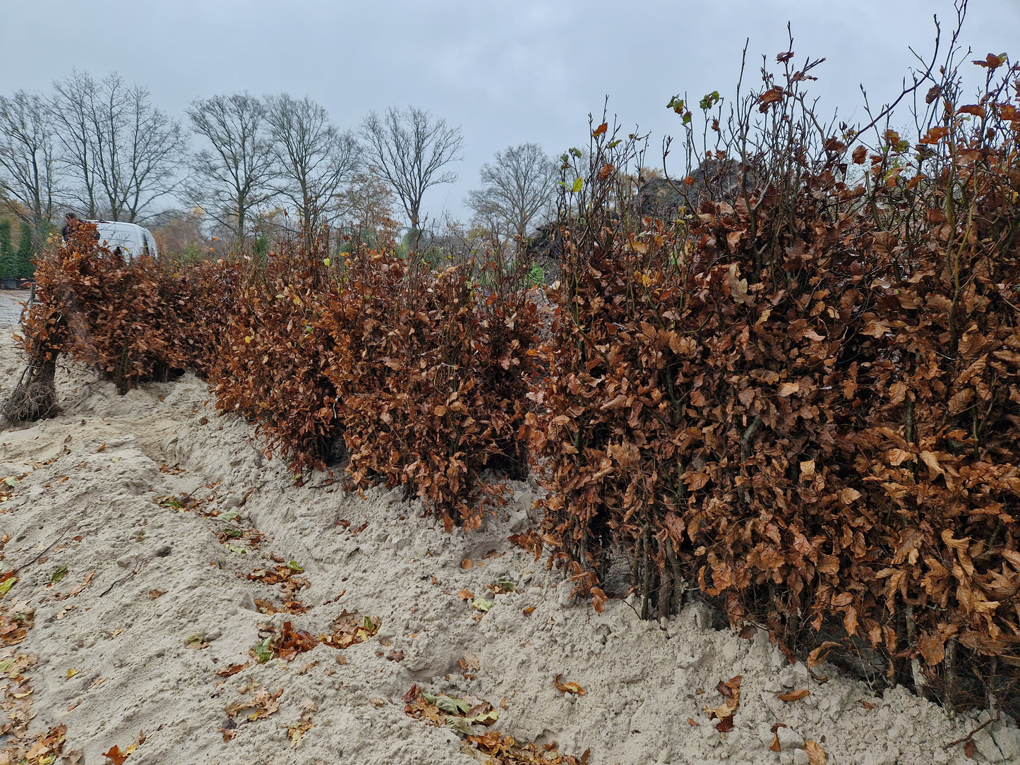 Beukenhaag Fagus Sylvatica kale wortel Okt-April