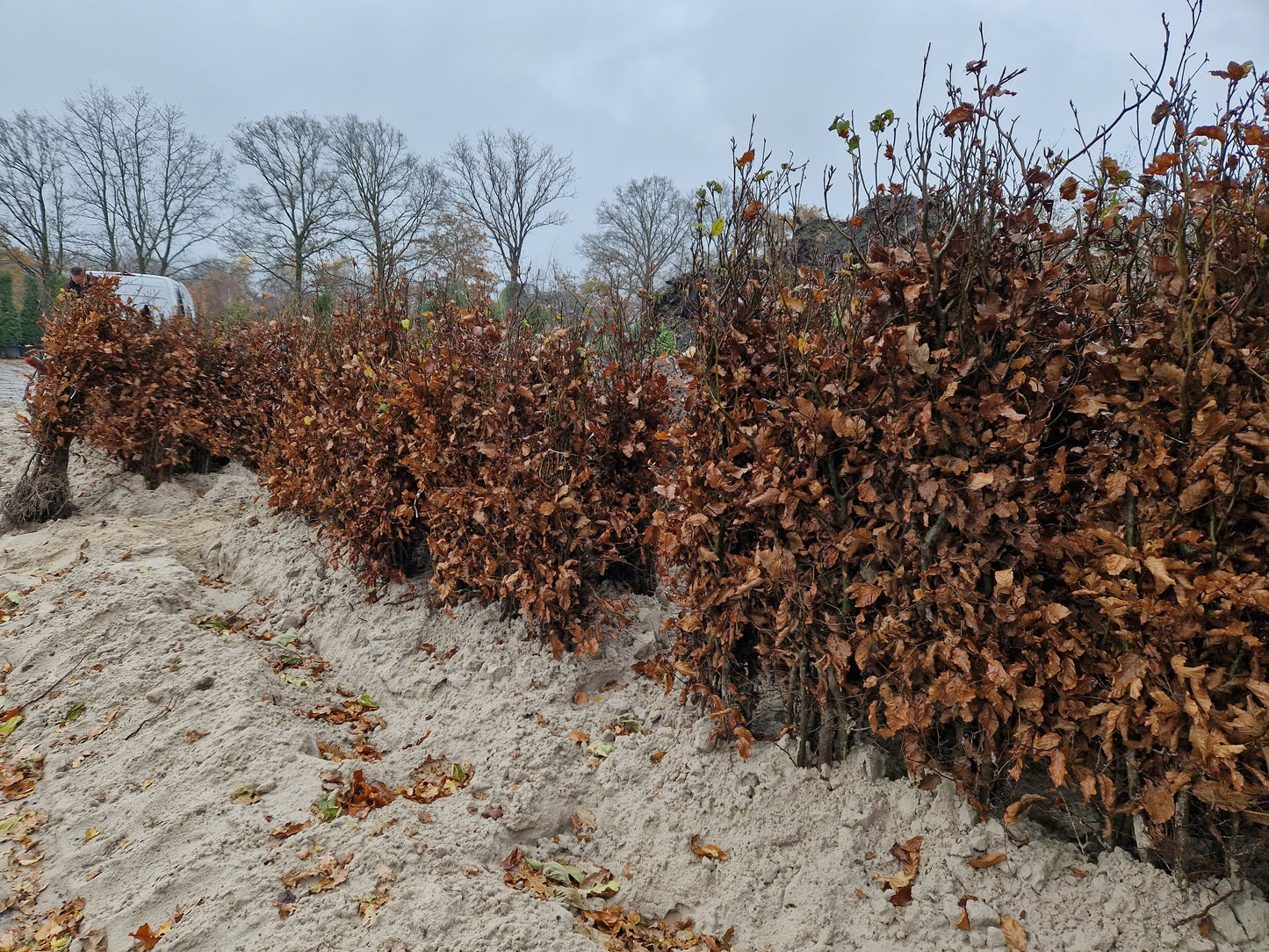 Beukenhaag Fagus Sylvatica kale wortel Okt-April