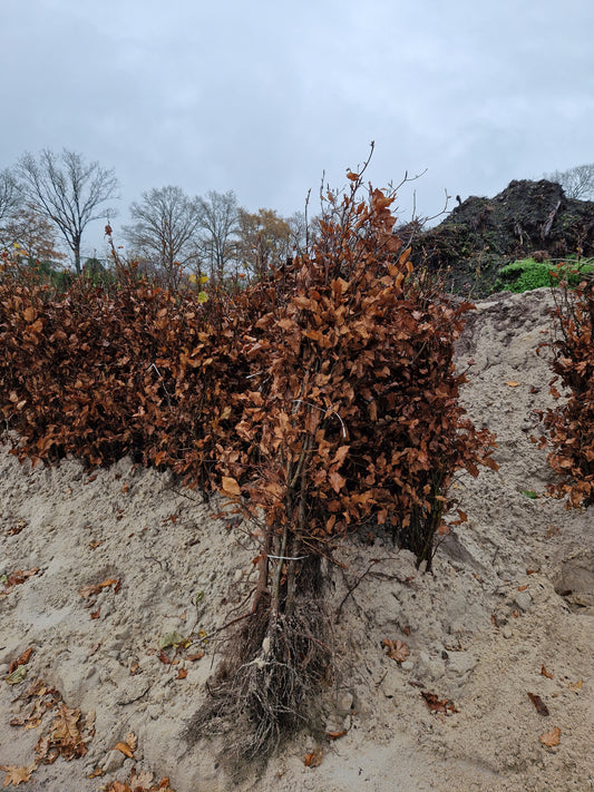 Beukenhaag Fagus Sylvatica kale wortel Okt-April