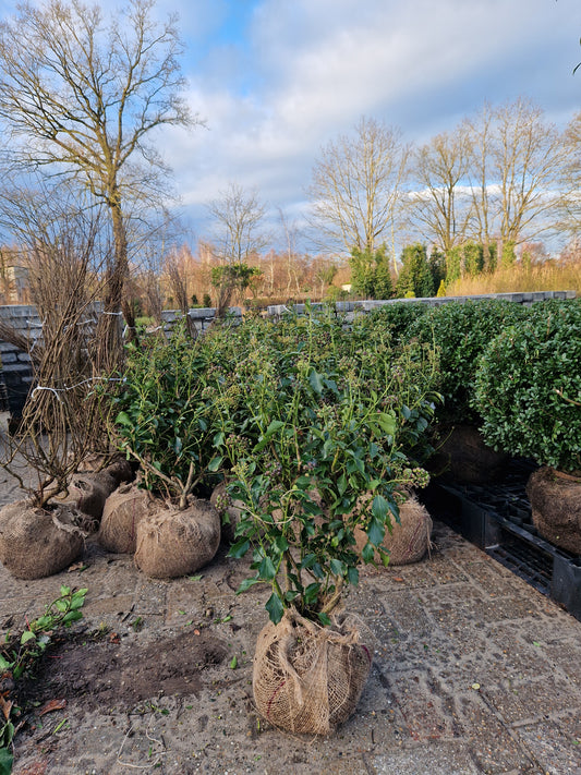 Hedera helix Arborescens Honeymaker struikklimop