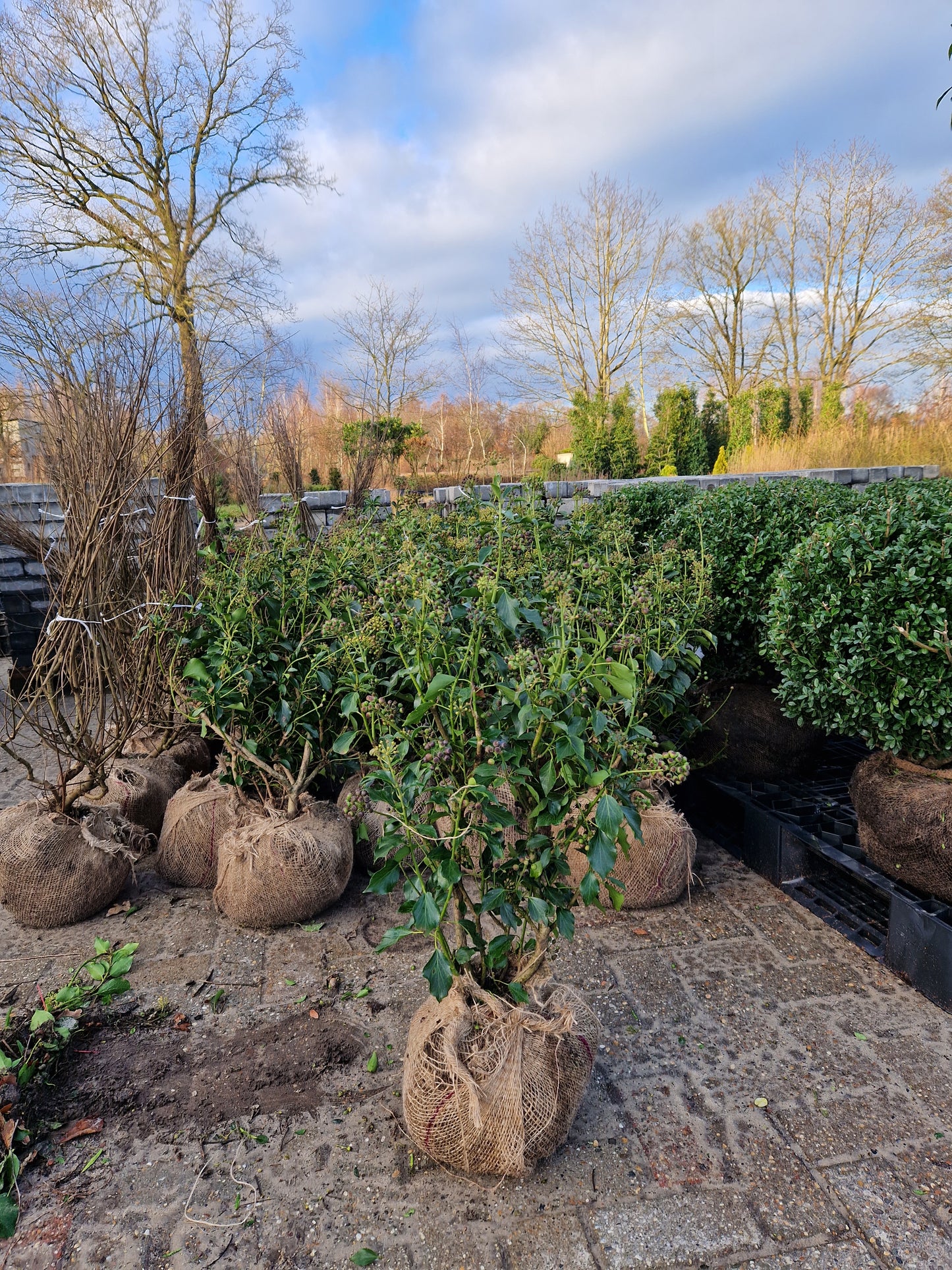 Hedera helix Arborescens Honeymaker struikklimop