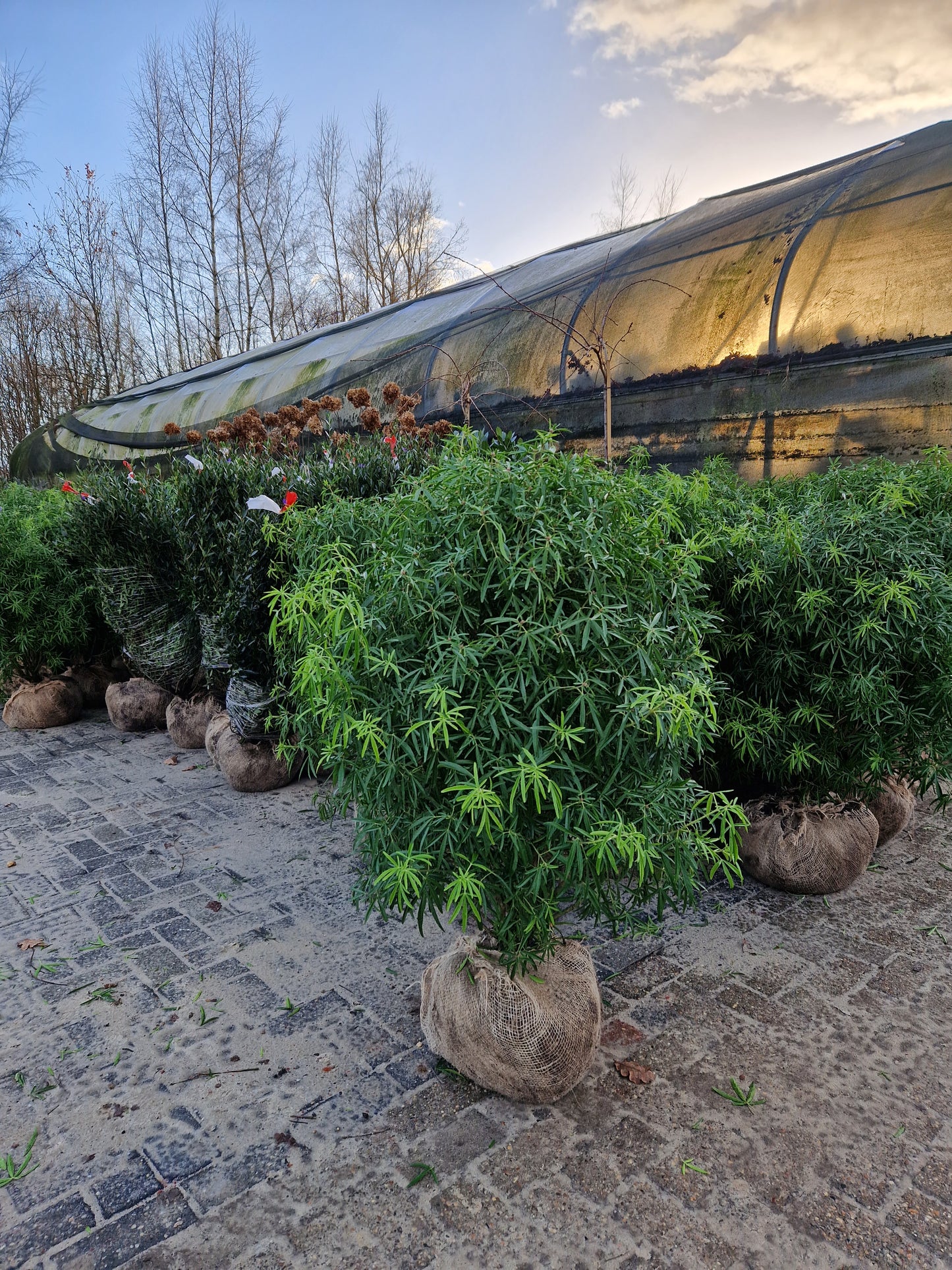 Choisya ternata Aztec Pearl 125cm XXL Mexicaanse Oranjebloesem