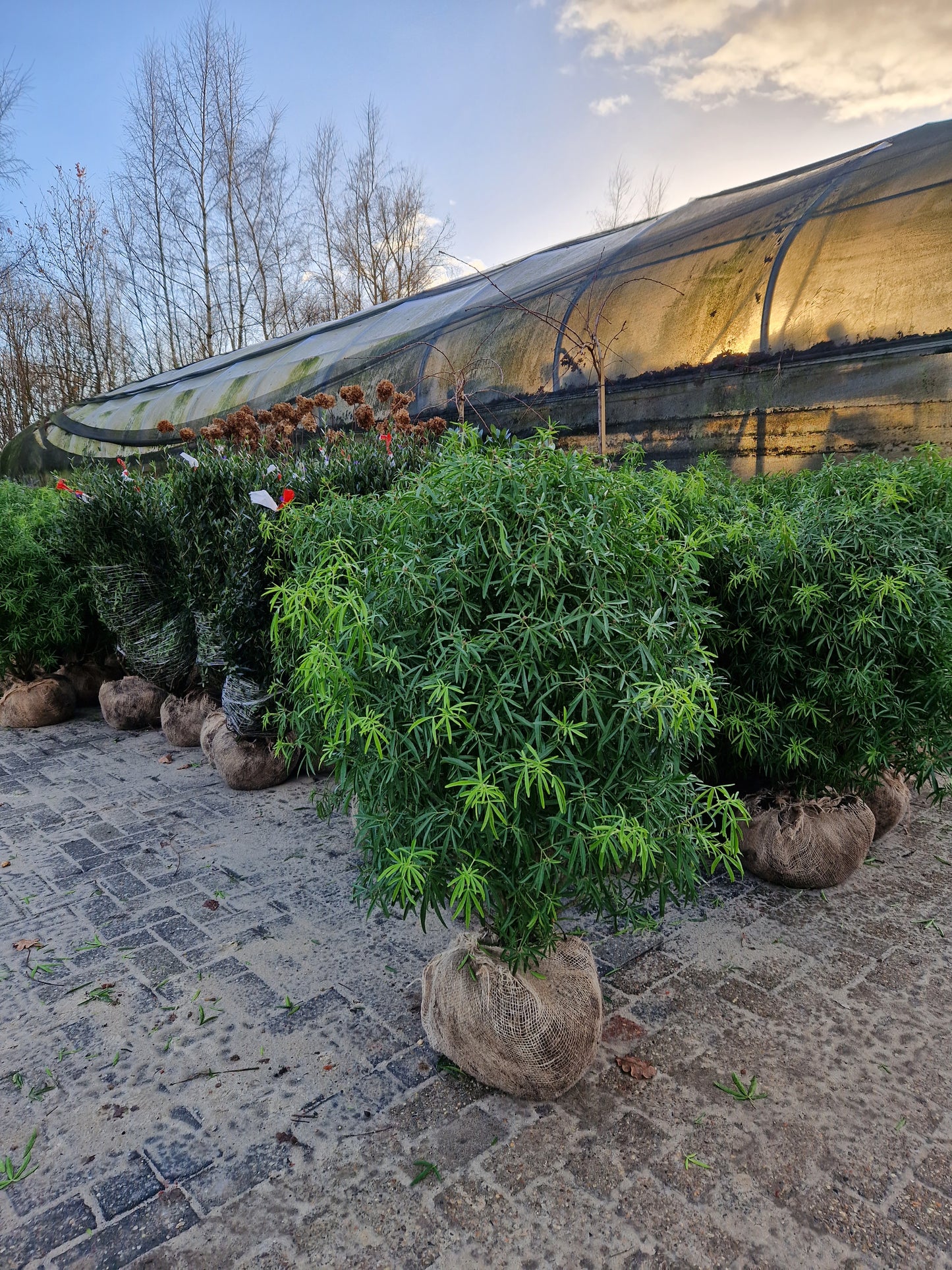 Choisya ternata Aztec Pearl 125cm XXL Mexicaanse Oranjebloesem