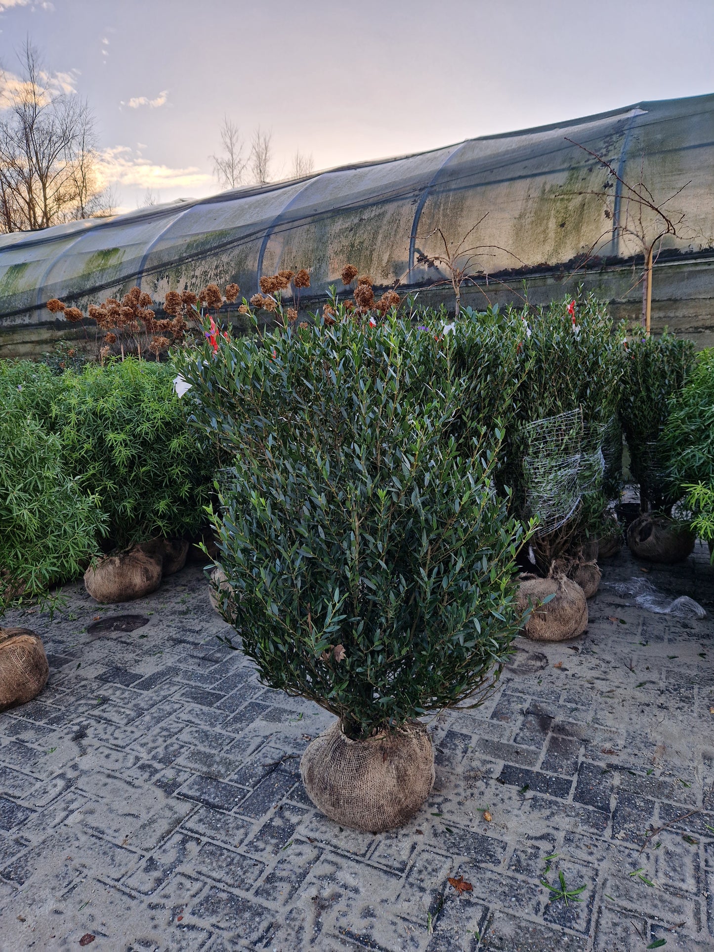 Phillyrea Angustifolia Steenlinde 125cm XXL