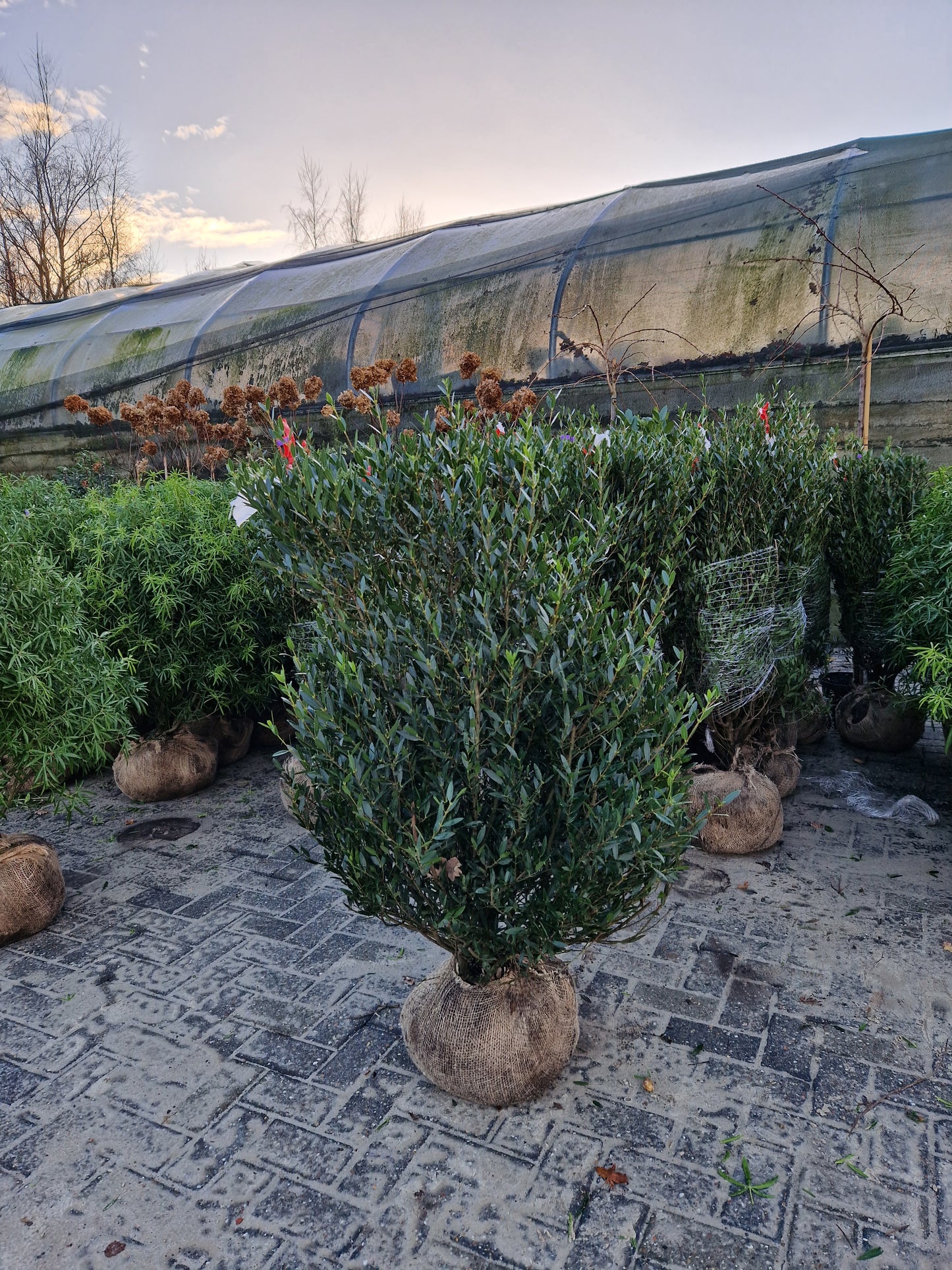 Phillyrea Angustifolia Steenlinde 100 cm
