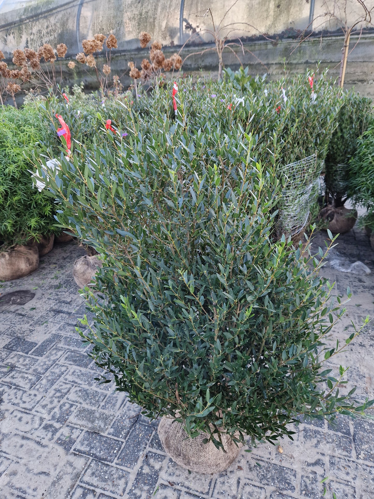 Phillyrea Angustifolia Steenlinde 100 cm