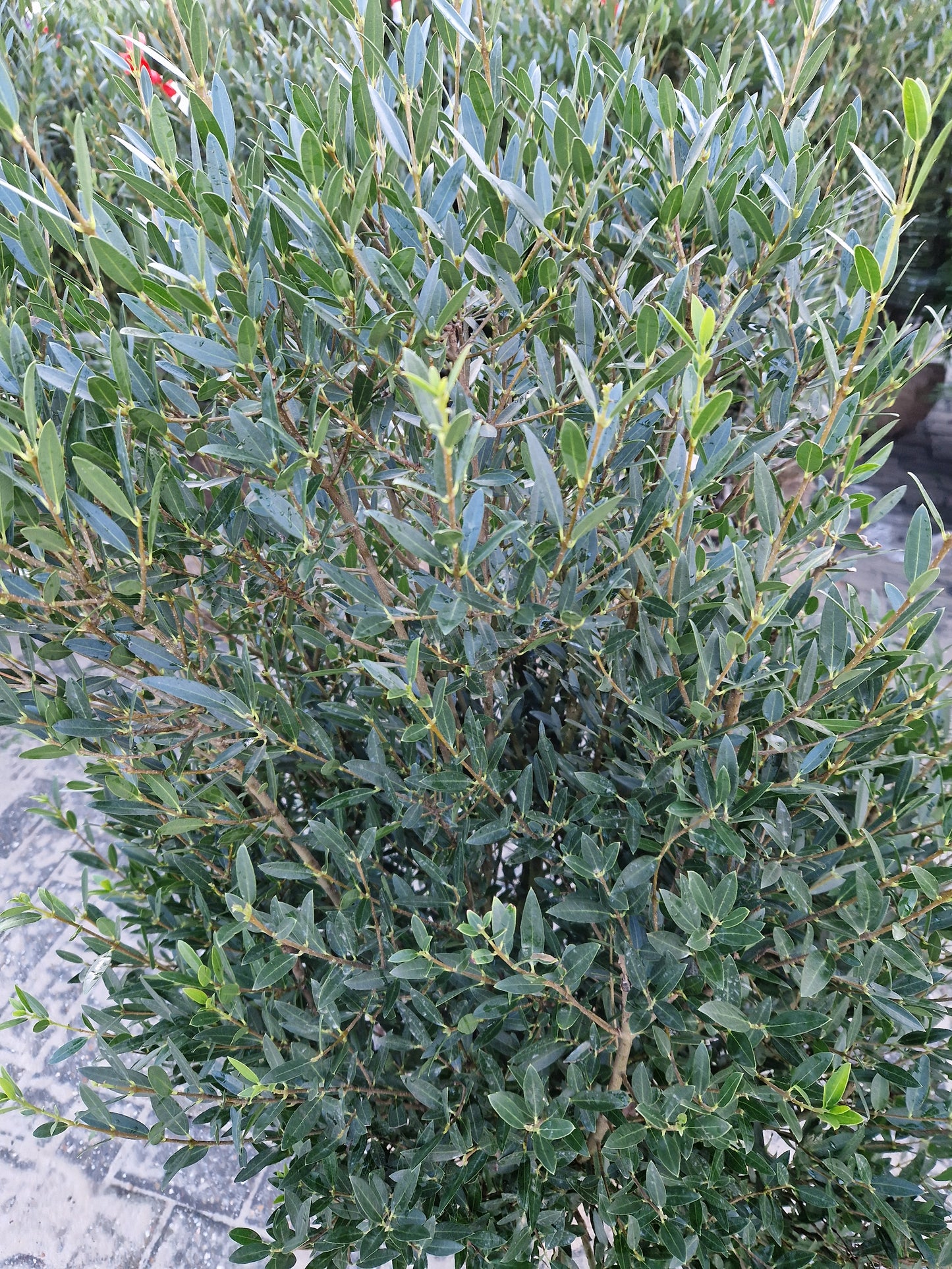 Phillyrea Angustifolia Steenlinde 100 cm