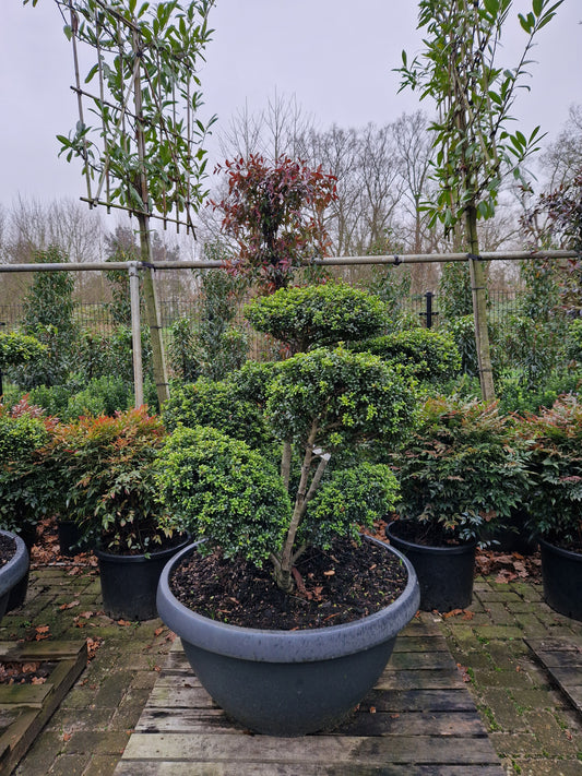 Ilex Crenata Convexa bonsai Japanse hulst in Sierpot