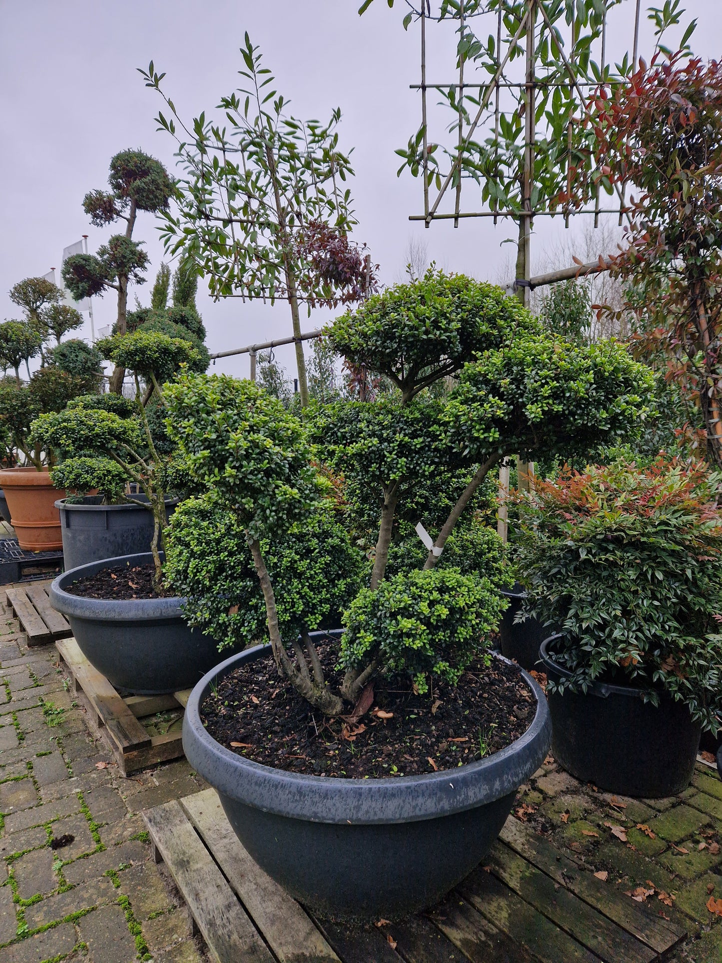 Ilex Crenata Convexa bonsai Japanse hulst in Sierpot