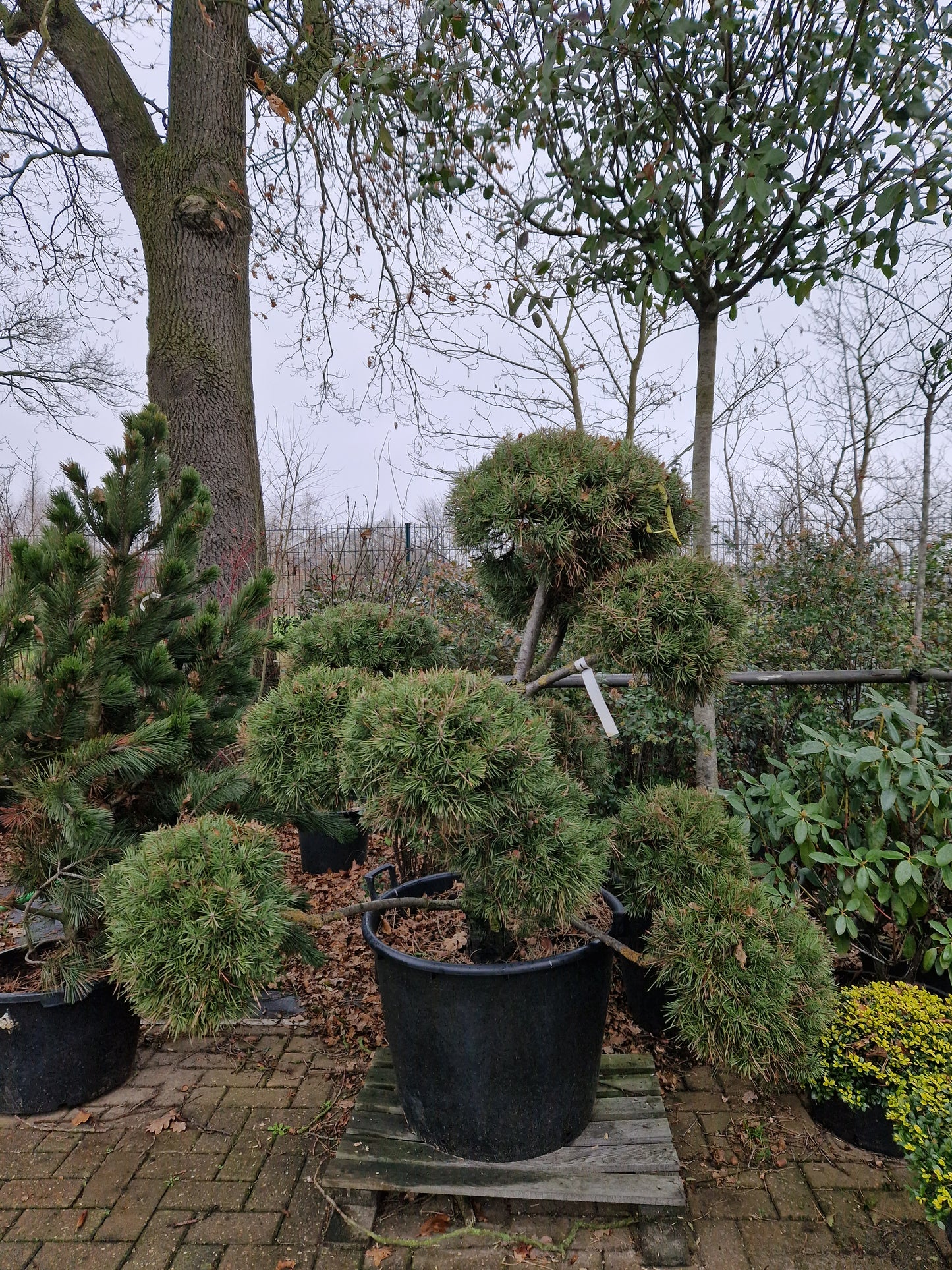 Pinus sylvestris Norske Bonsai