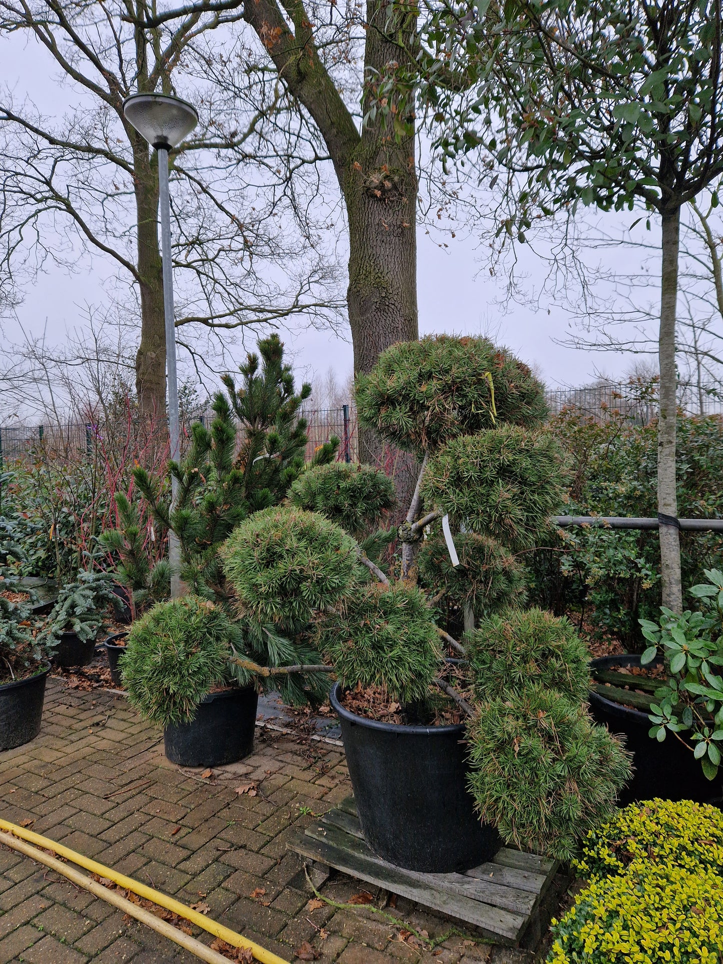 Pinus sylvestris Norske Bonsai