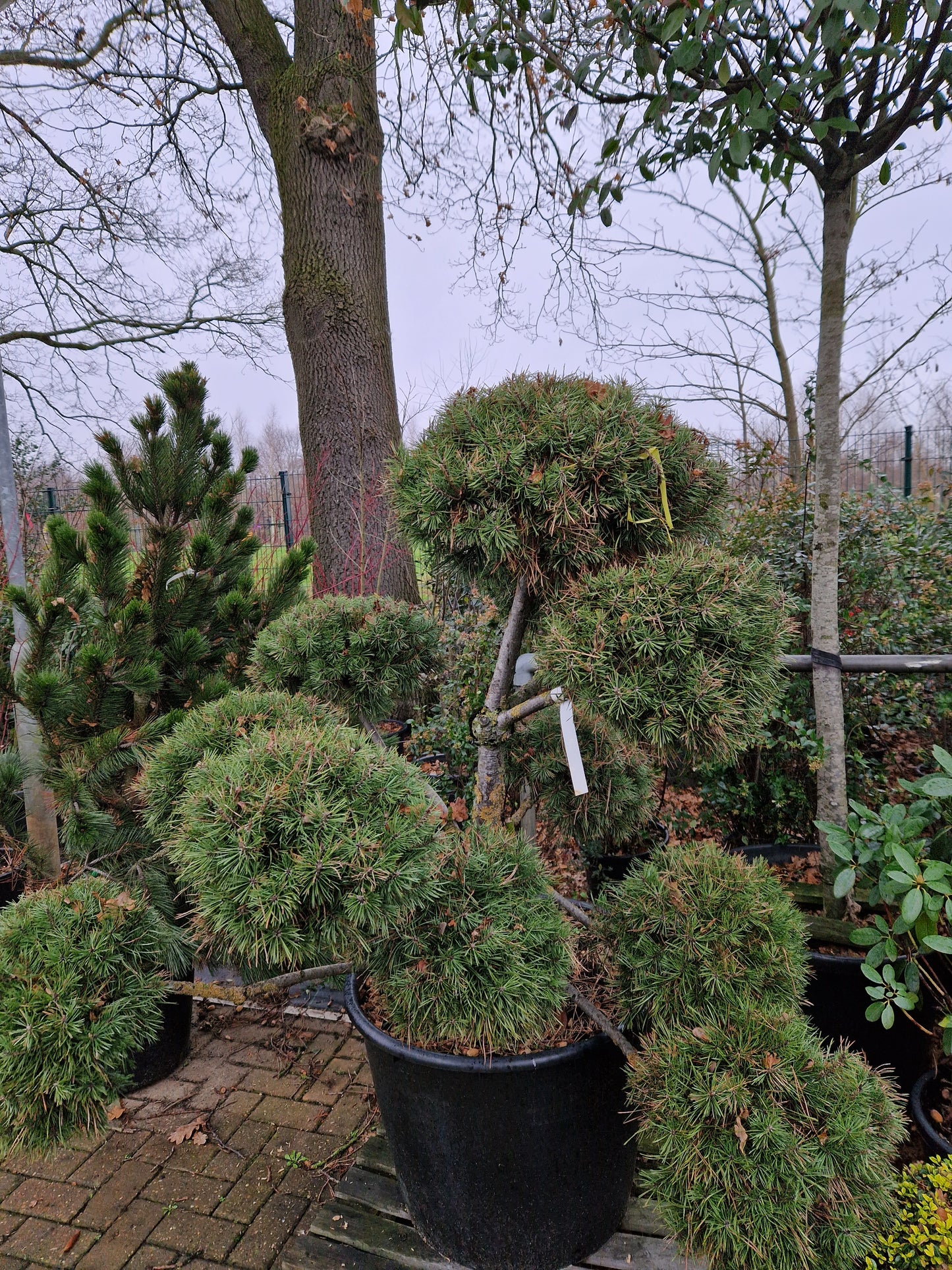 Pinus sylvestris Norske Bonsai
