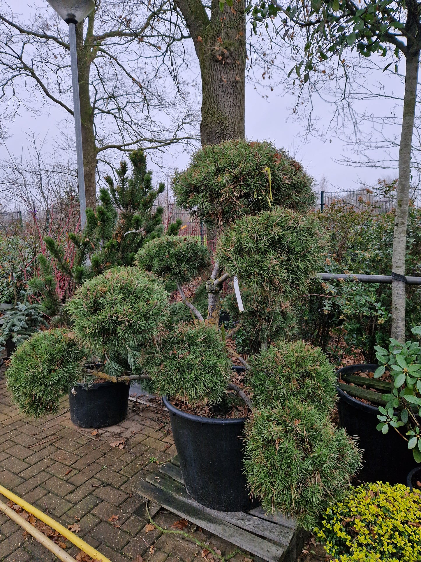 Pinus sylvestris Norske Bonsai