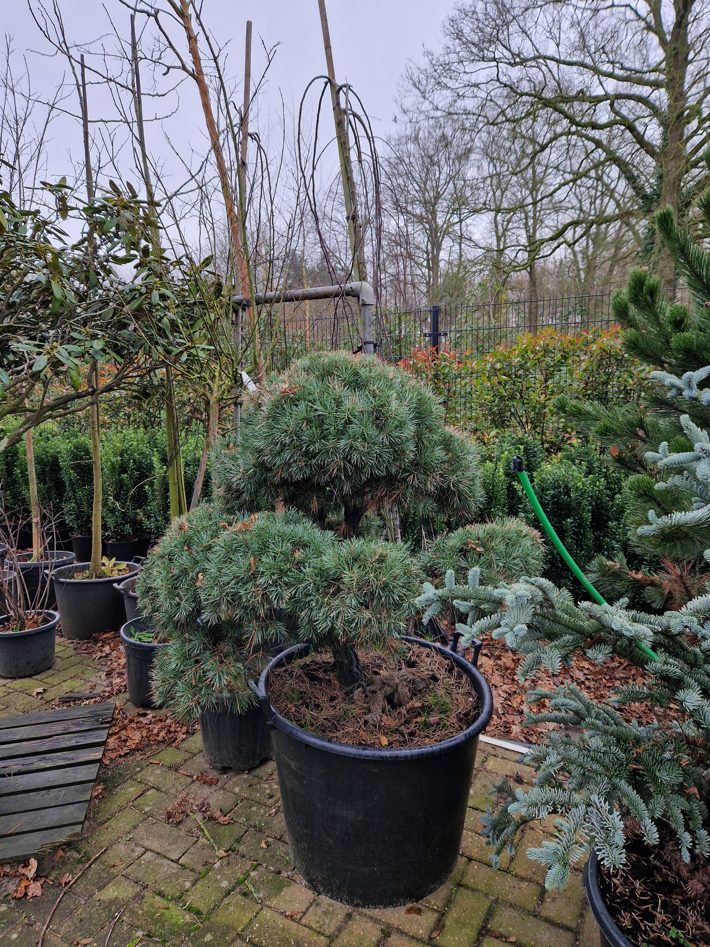 Pinus sylvestris Norske Bonsai