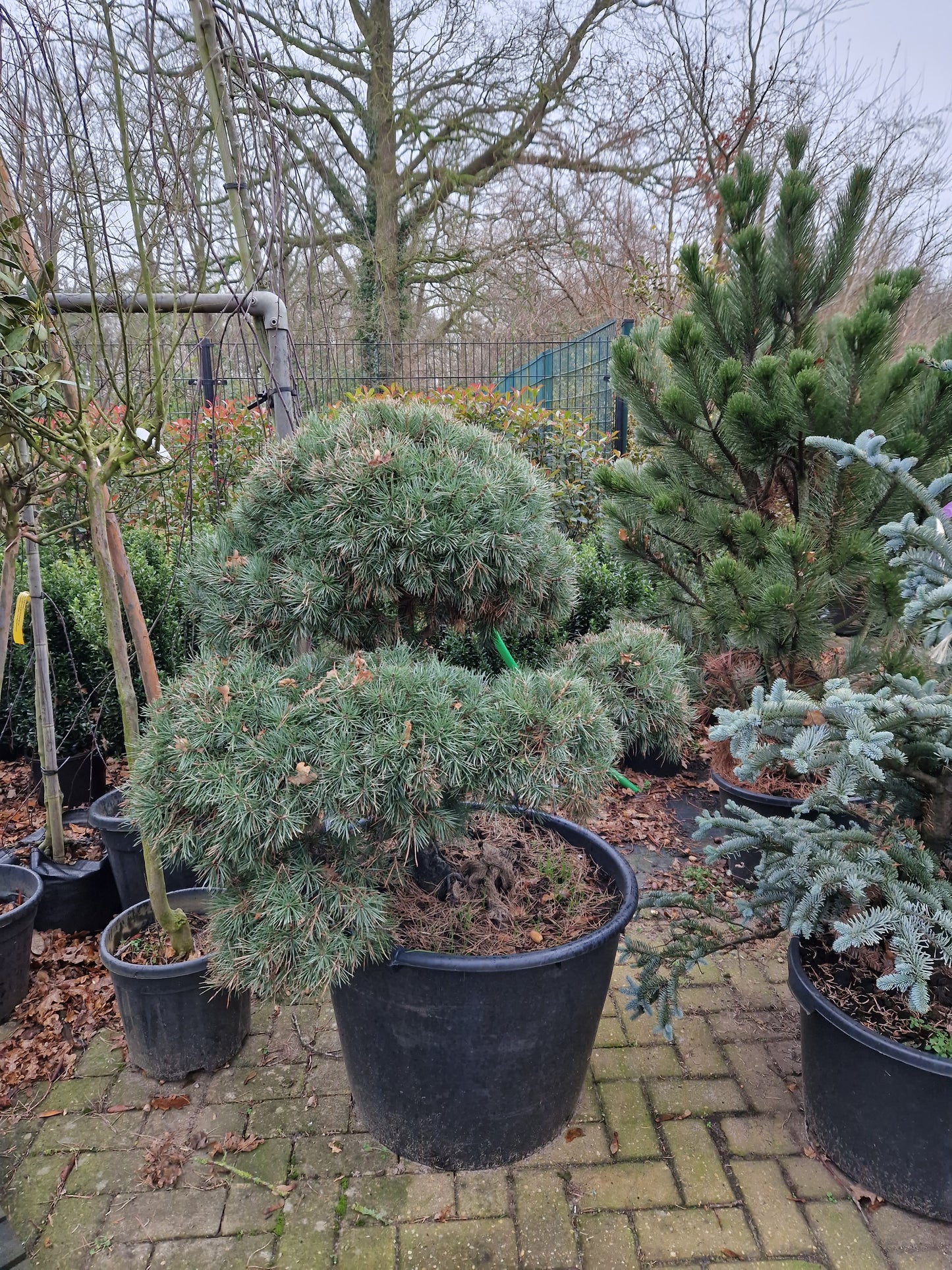 Pinus sylvestris Norske Bonsai