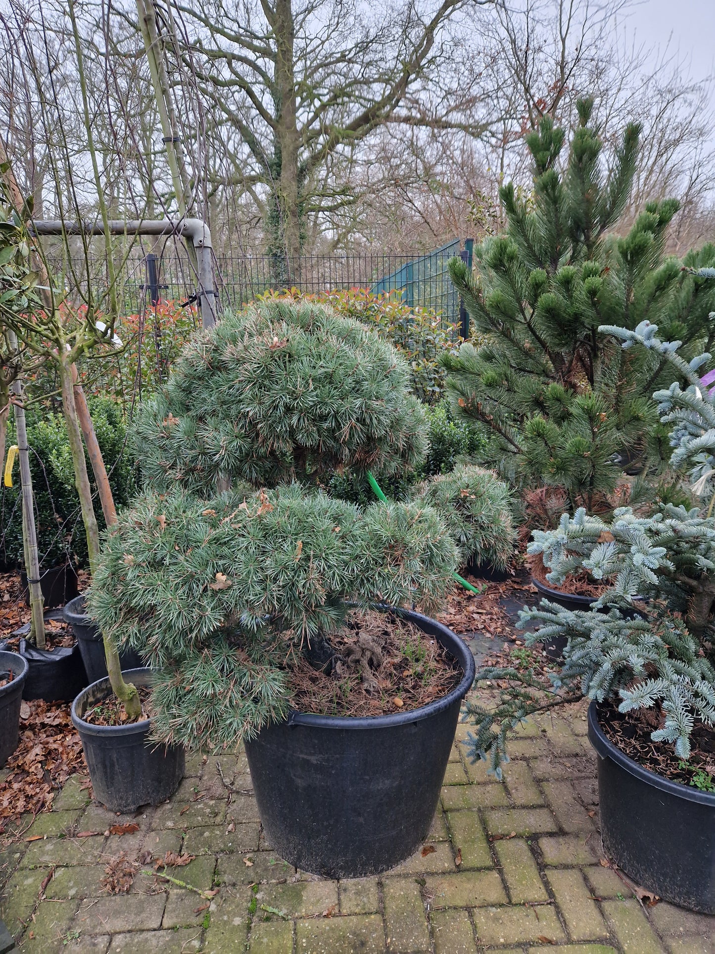Pinus sylvestris Norske Bonsai