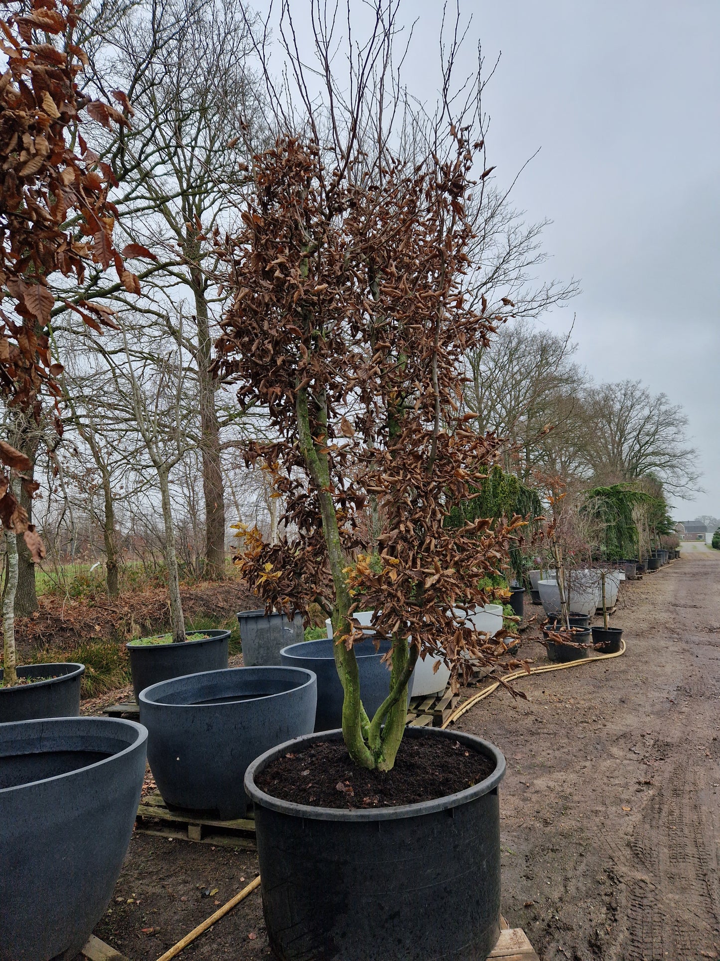 Carpinus betulus meerstammig XXL Beuk 10-15 jaar oud