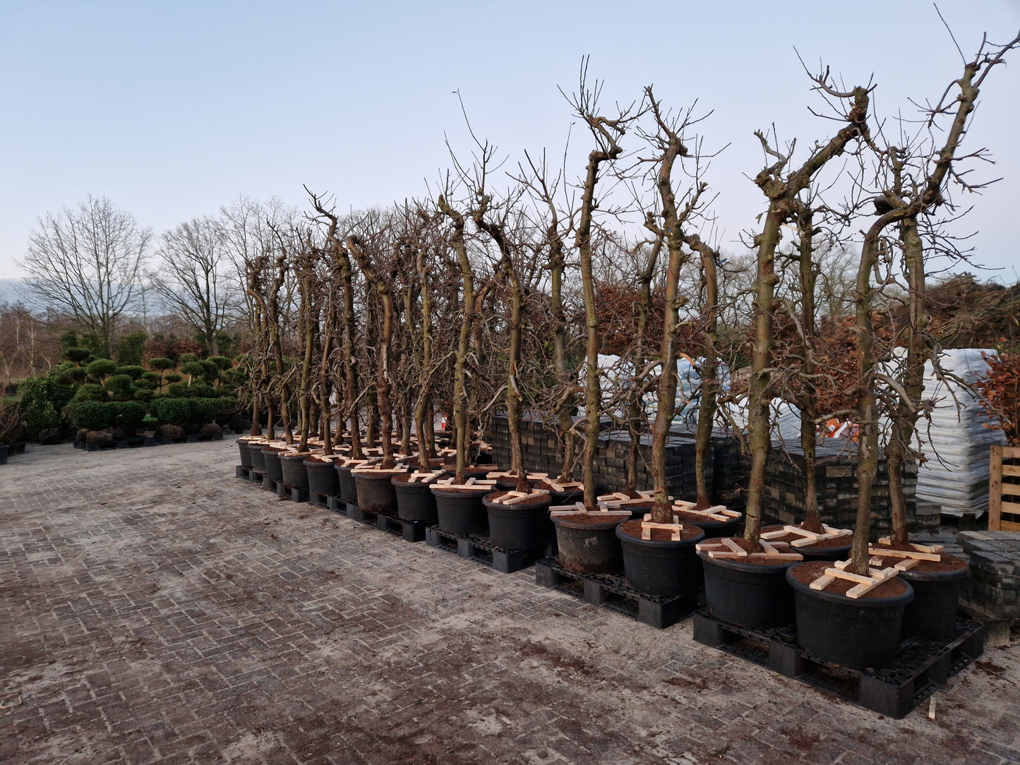 Oude appelboom Malus Elstar Fruit 250-300cm