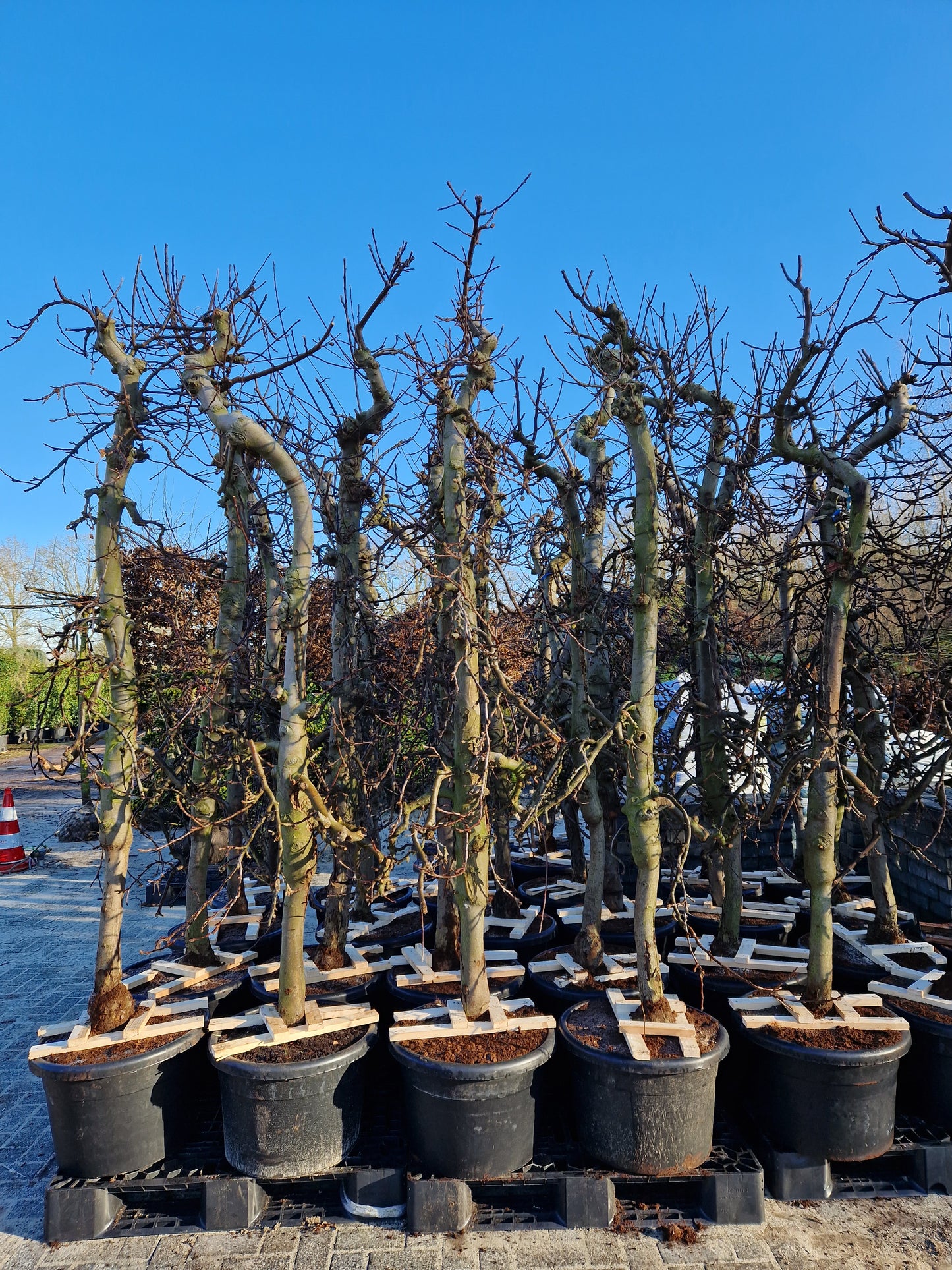 Oude appelboom Malus Elstar Fruit 250-300cm