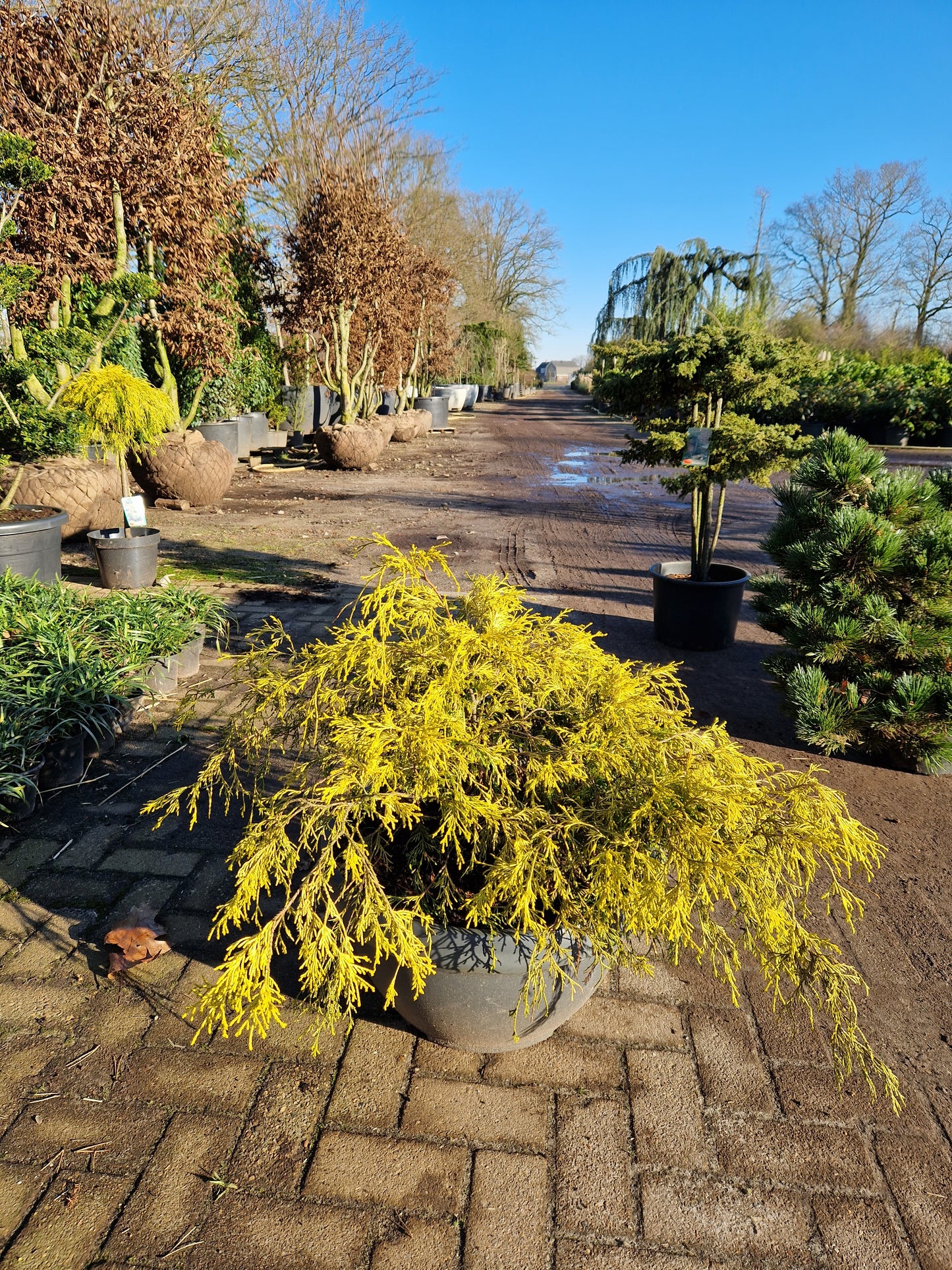 Chamaecyparis Pisifera Filifera Aurea Sawara Cypres in kunstof sierpot