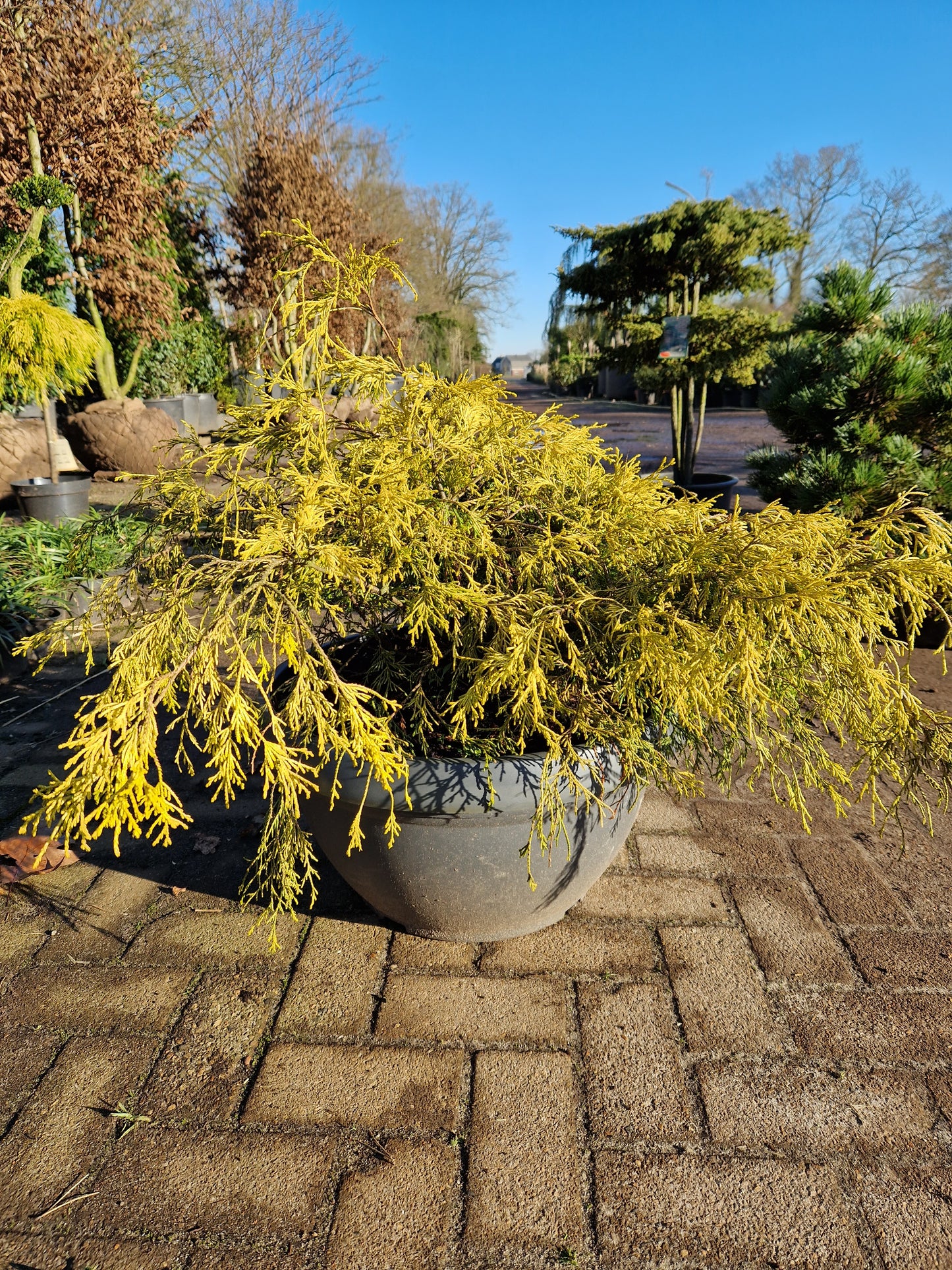 Chamaecyparis Pisifera Filifera Aurea Sawara Cypres in kunstof sierpot