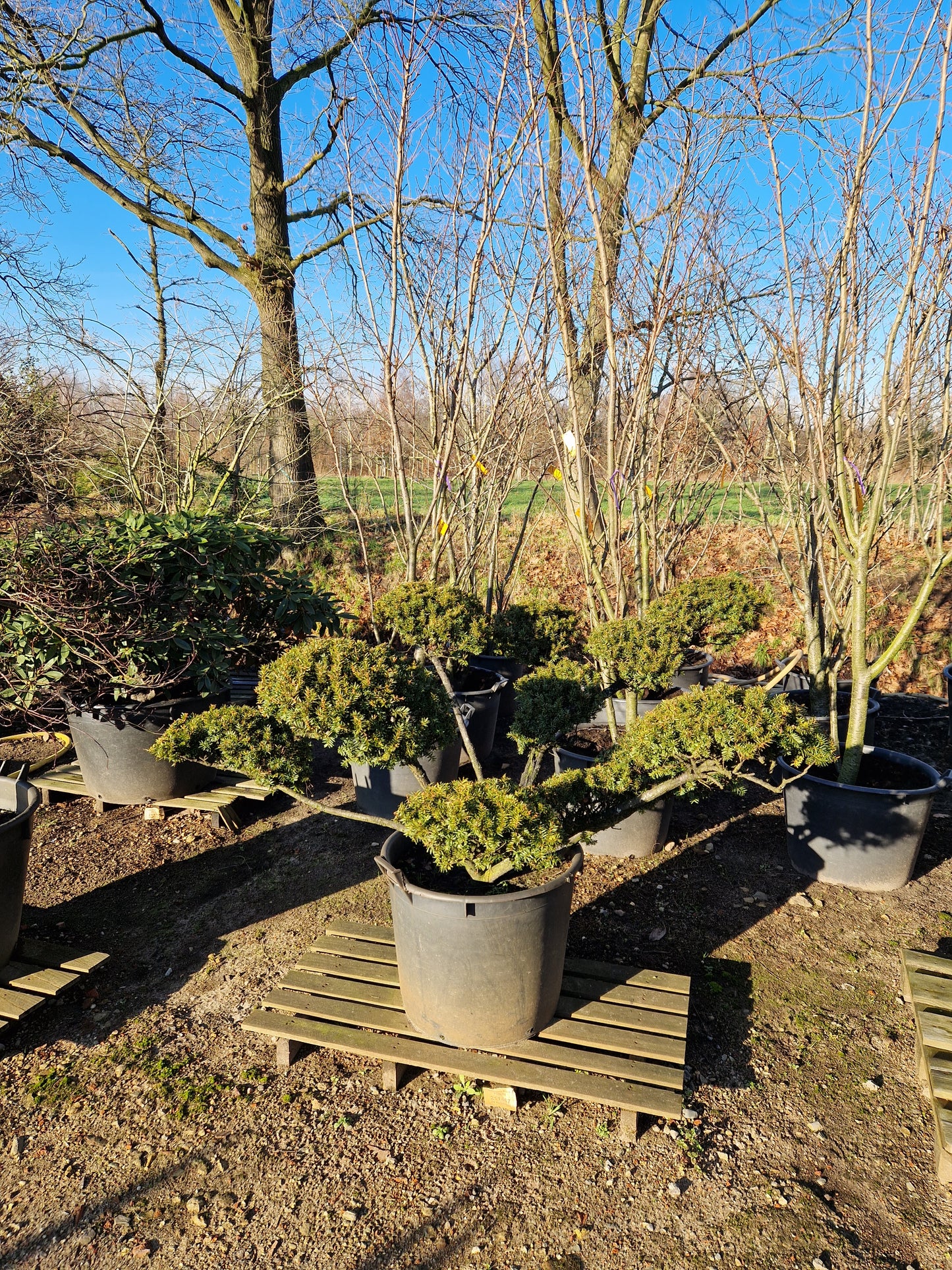 Taxus baccata Venijnboom multistam Bonsai