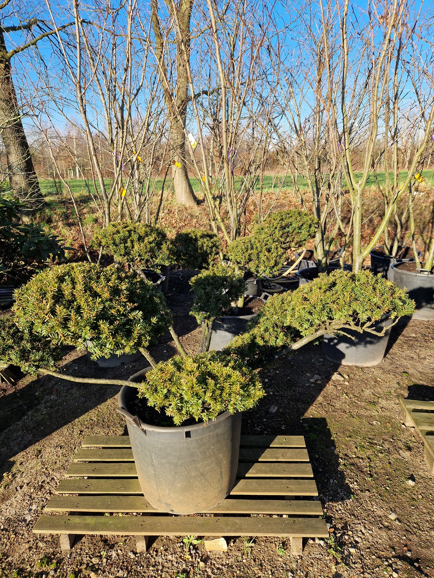 Taxus baccata Venijnboom multistam Bonsai