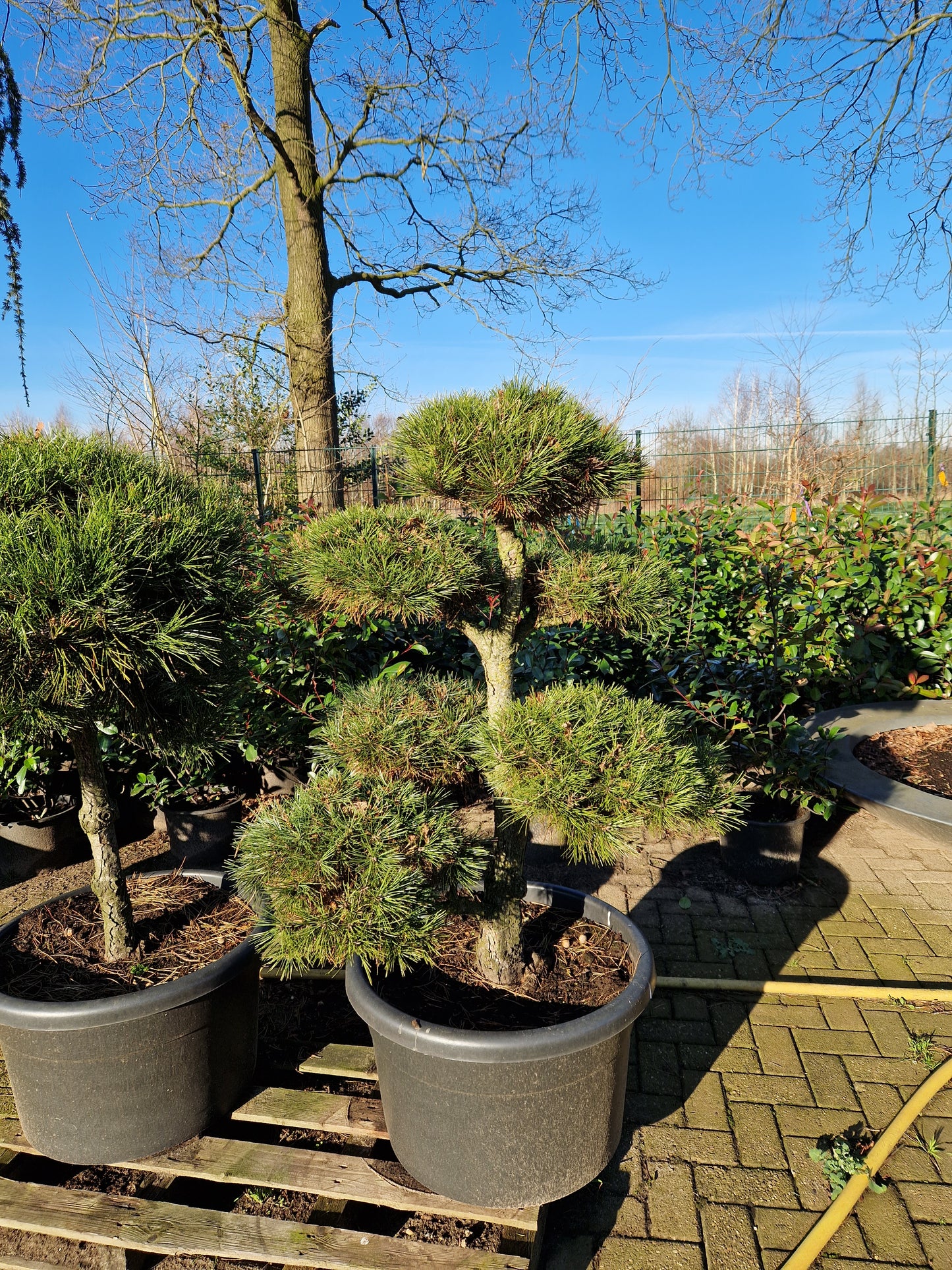 Pinus sylvestris Bonsai 130cm