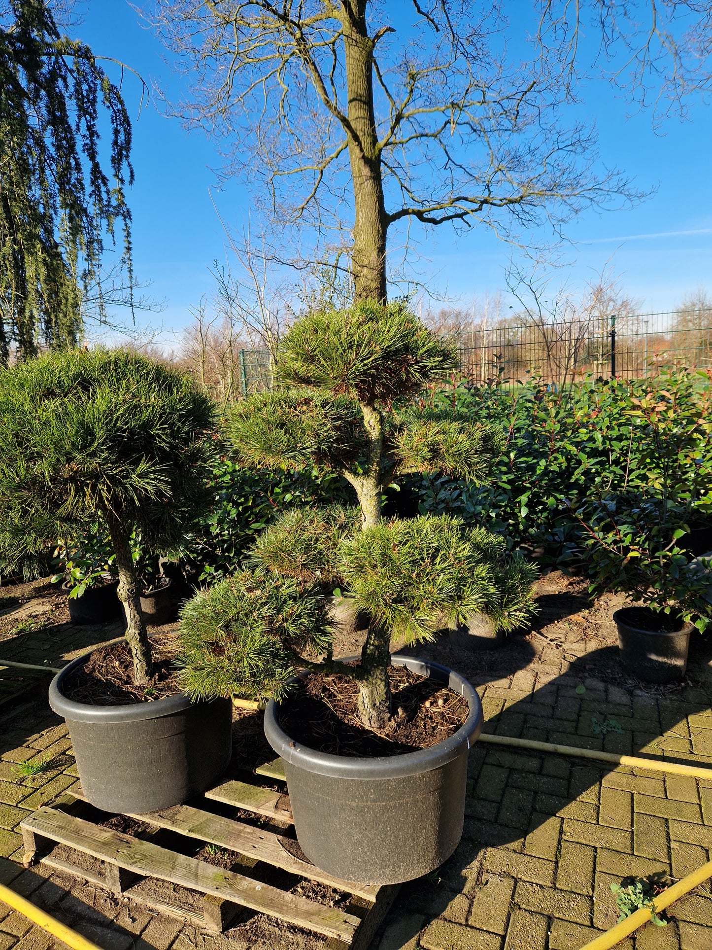Pinus sylvestris Bonsai 130cm