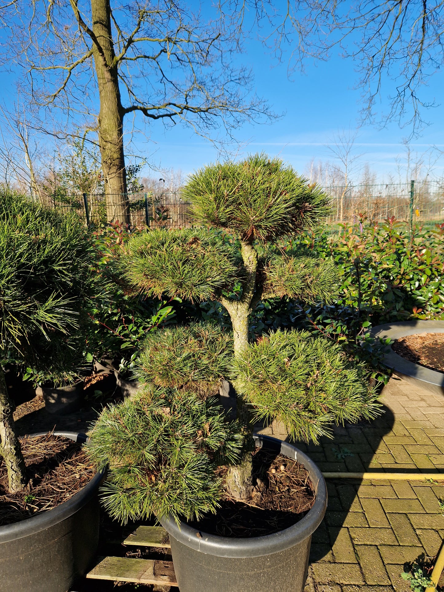 Pinus sylvestris Bonsai 130cm