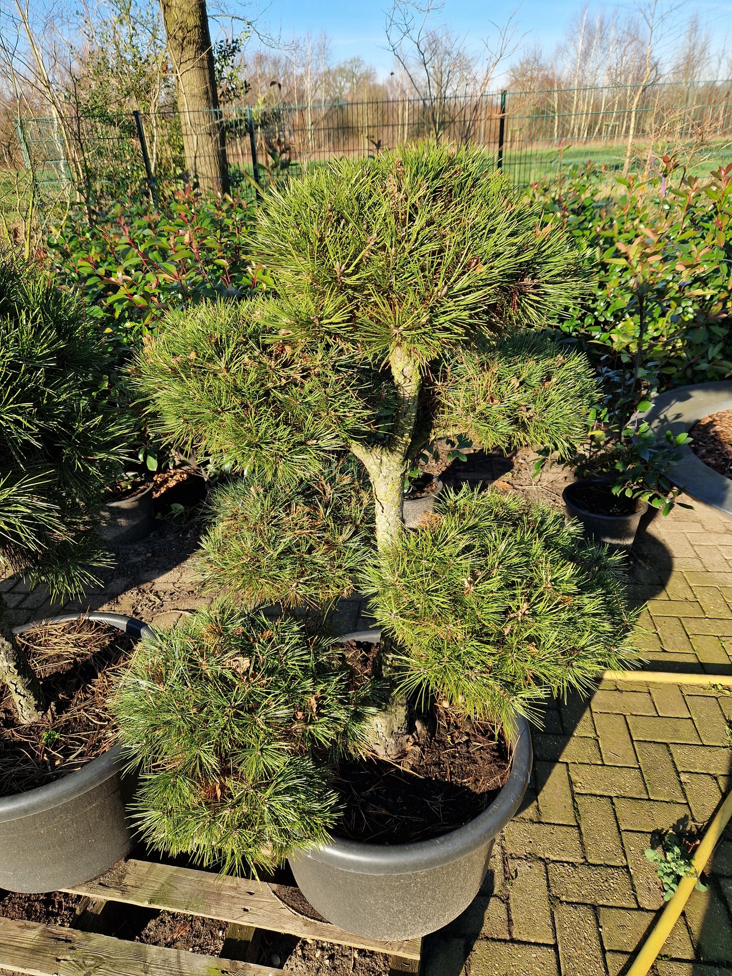 Pinus sylvestris Bonsai 130cm