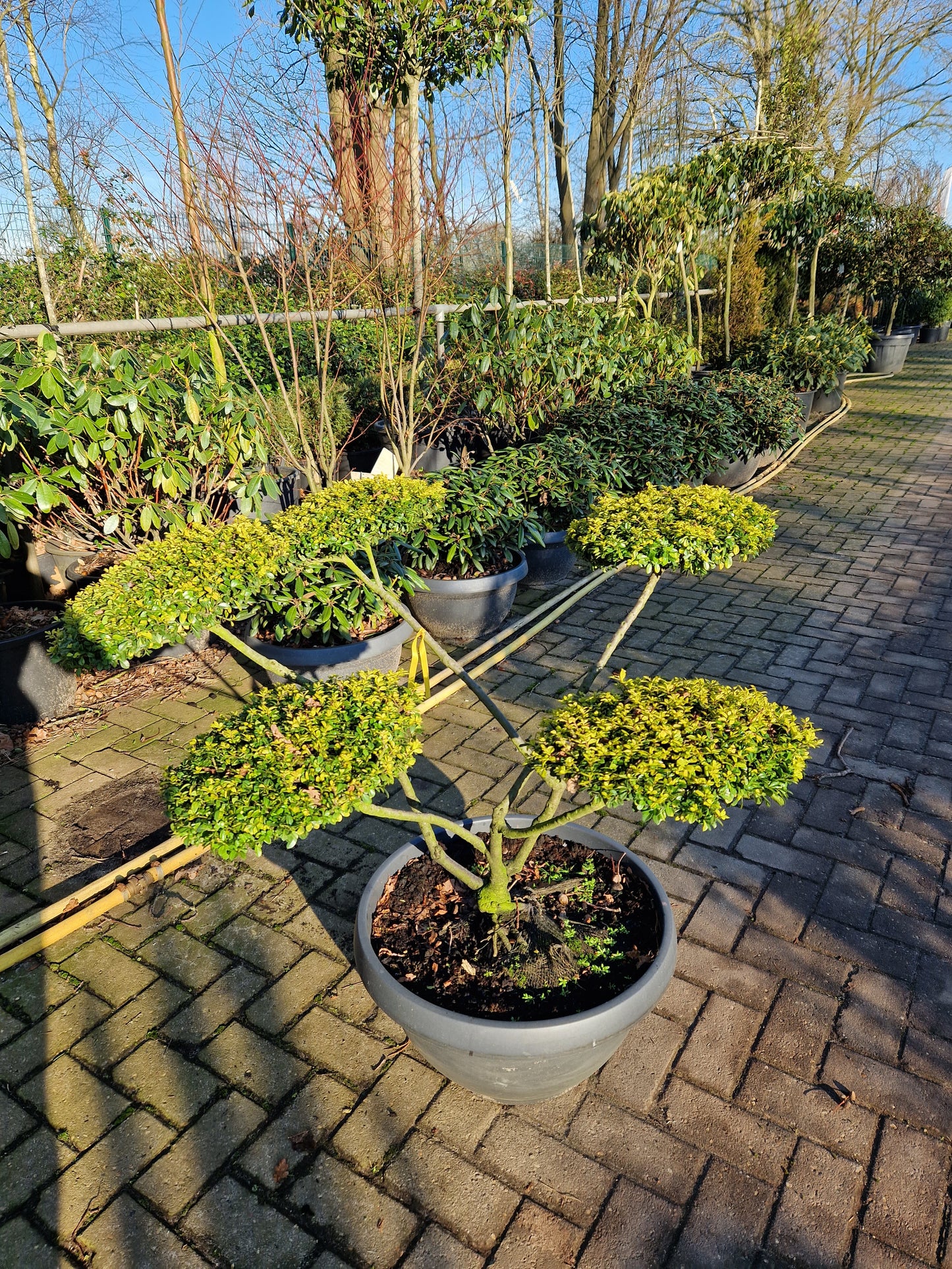 Ilex Crenata Golden Gem bonsai Japanse hulst in Sierpot