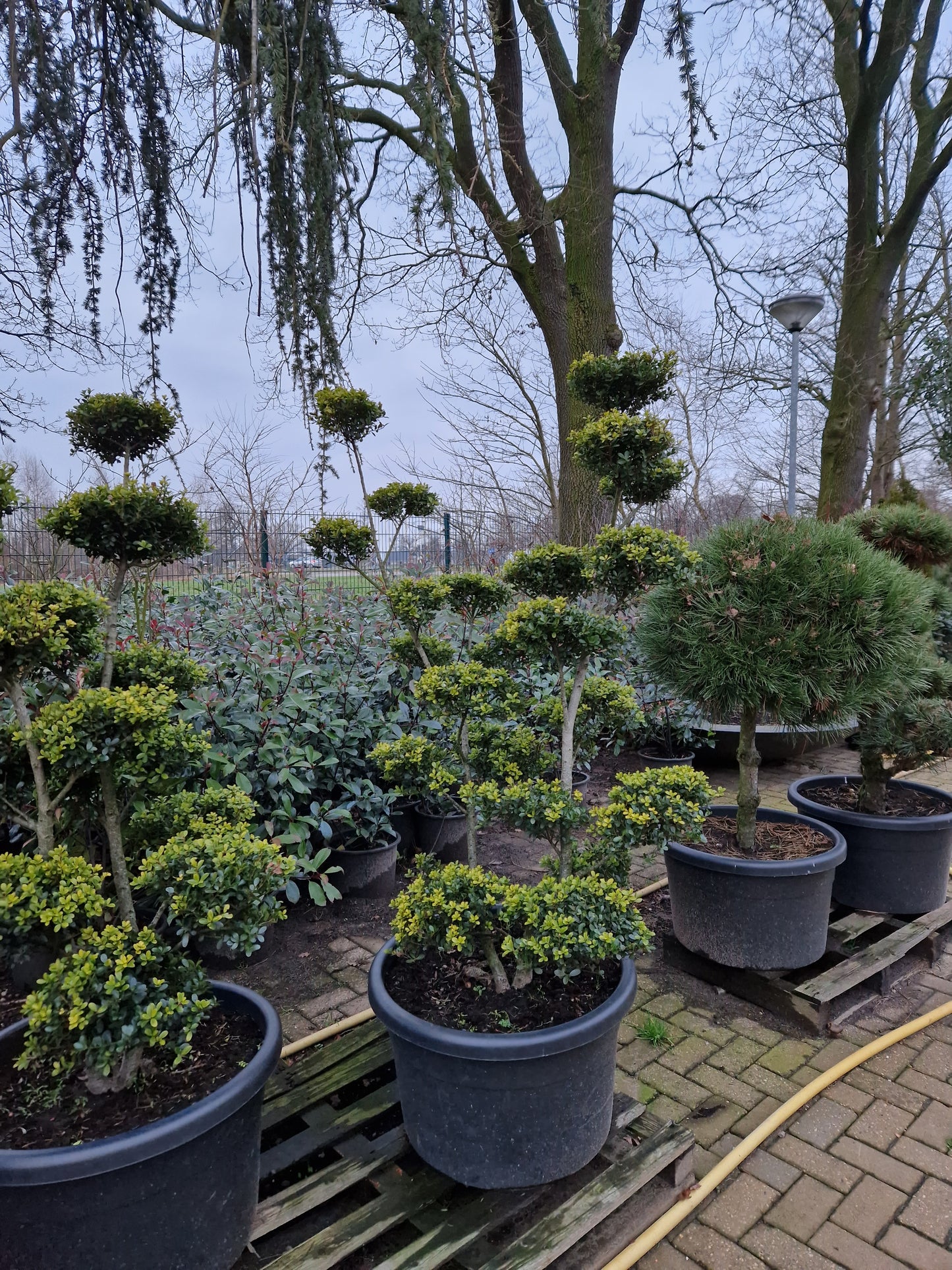 Ilex Crenata bonsai Japanse hulst 160-170cm XXL