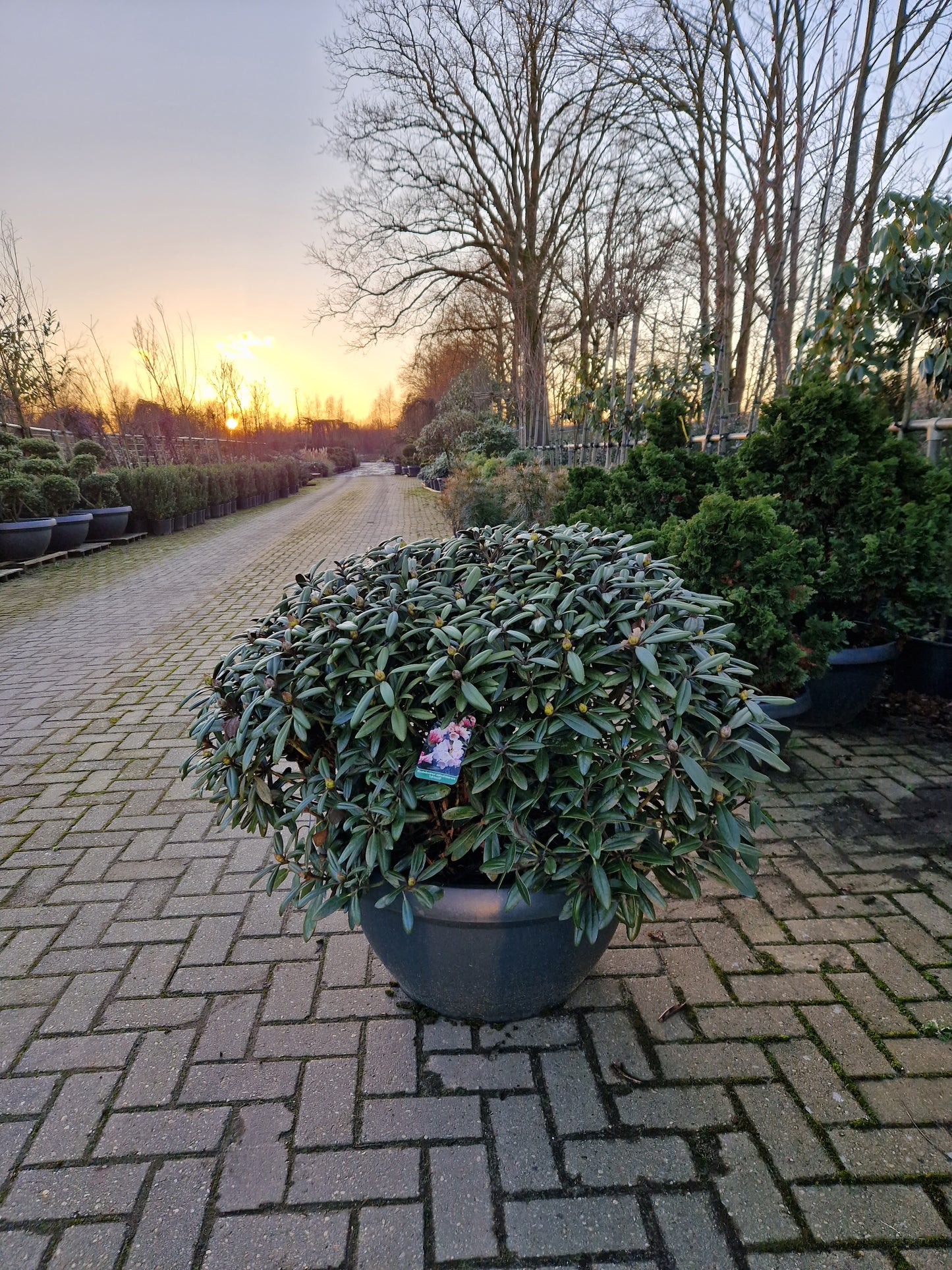 Rhododendron Yakushimanum Edelweiss XXL Sierschaal