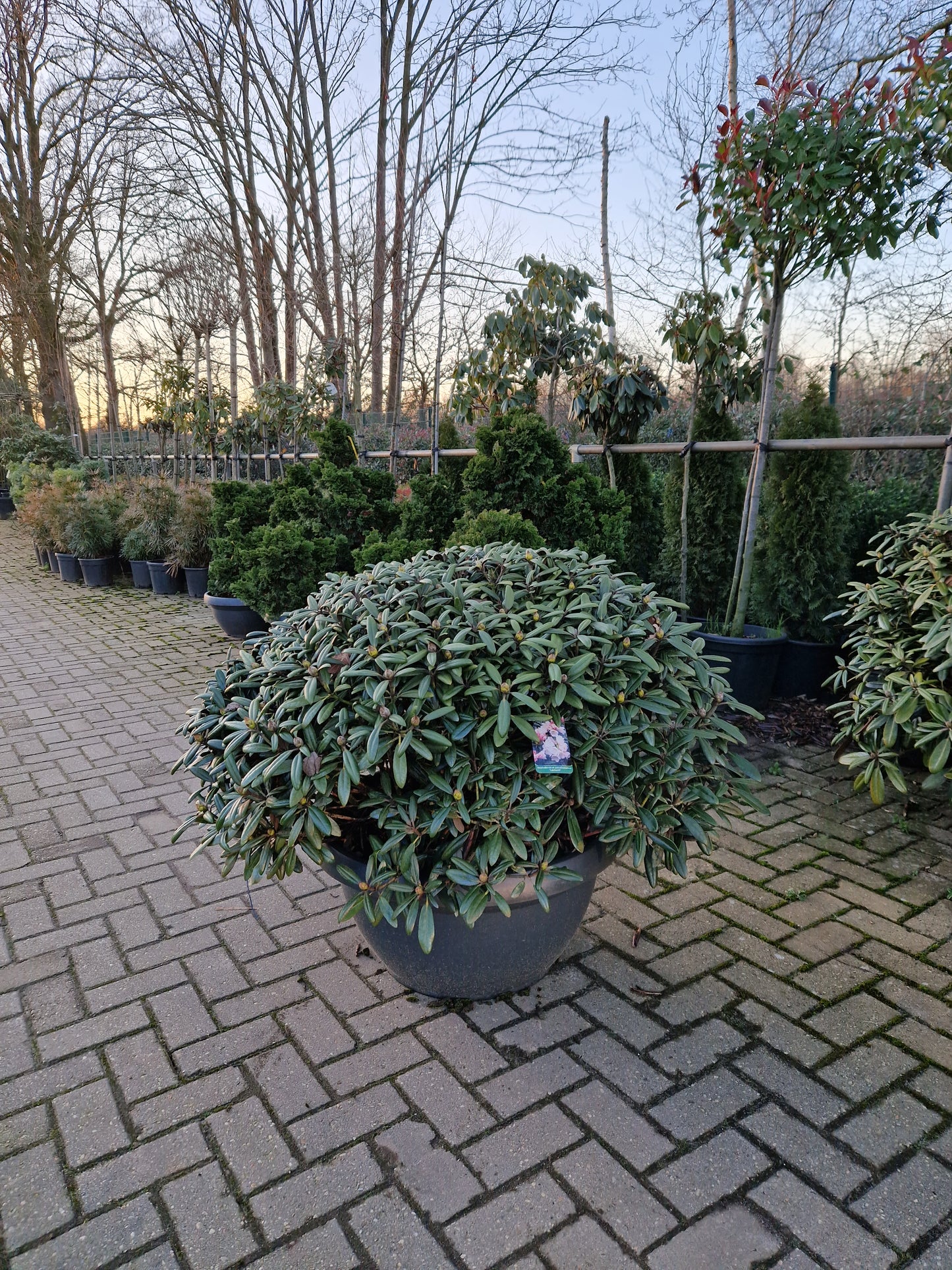 Rhododendron Yakushimanum Edelweiss XXL Sierschaal