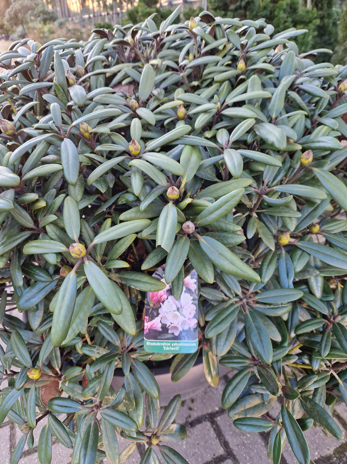 Rhododendron Yakushimanum Edelweiss XXL Sierschaal