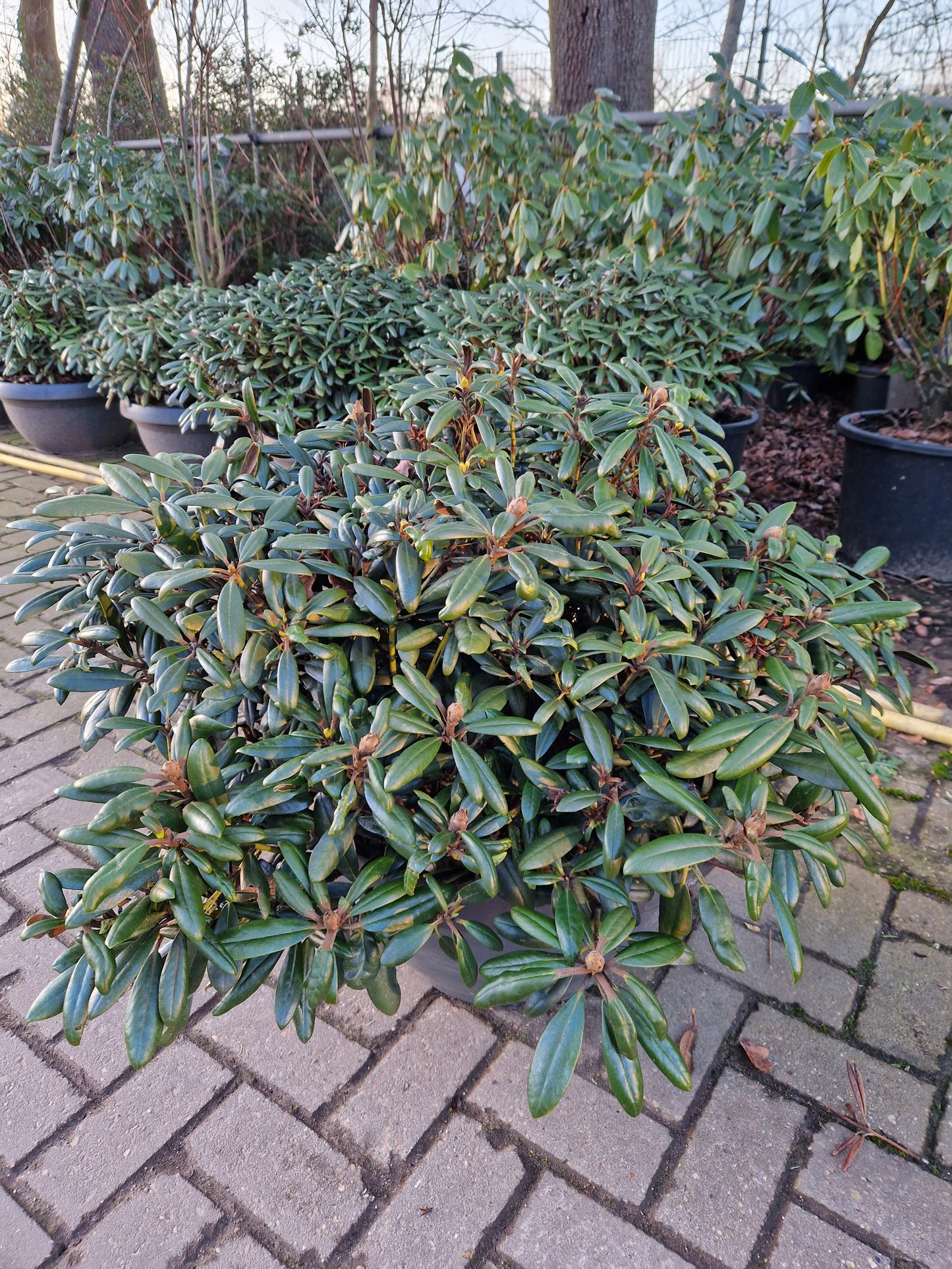 Rhododendron Yakushimanum Edelweiss Sierschaal